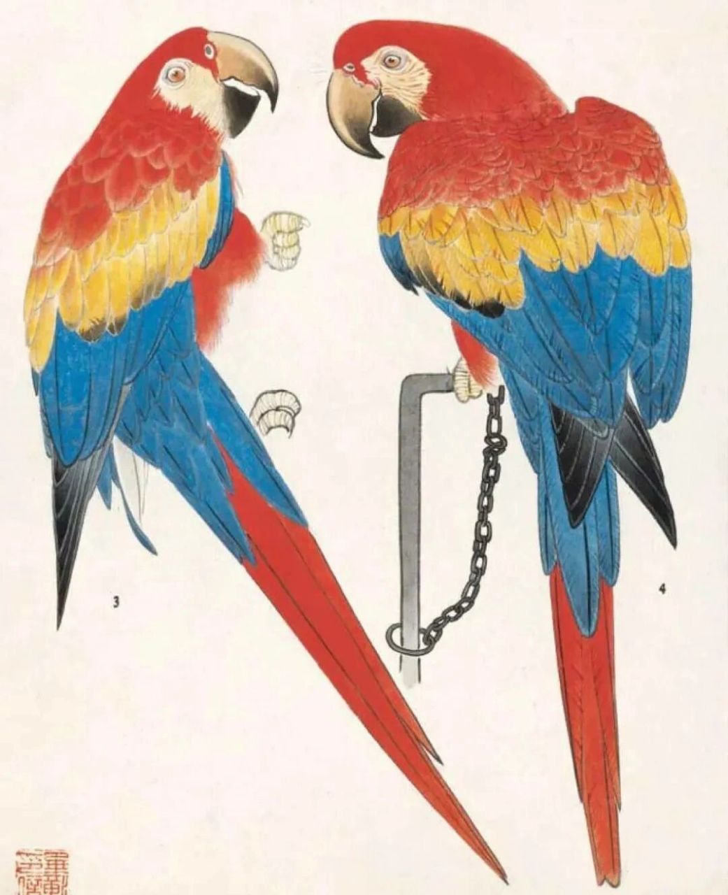 工笔禽鸟设色技法(四) 灰喜鹊的画法: 灰喜鹊的嘴,头侧,头顶,后颈及脚