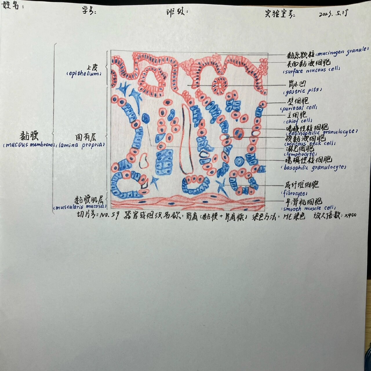 组胚