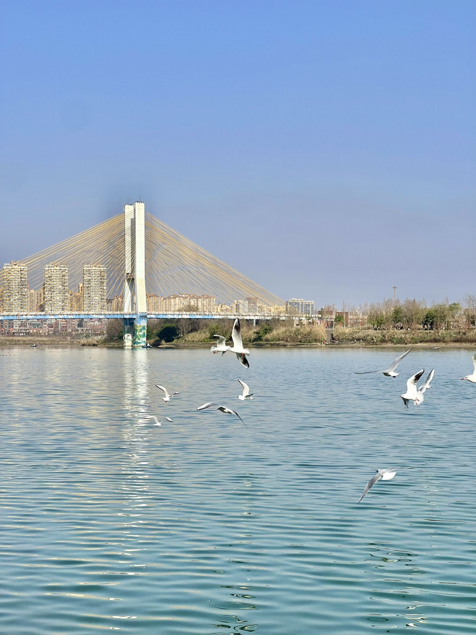 这里不是昆明滇池,这里是四川南充嘉陵江🕊 冬日浪漫就在南充嘉陵江