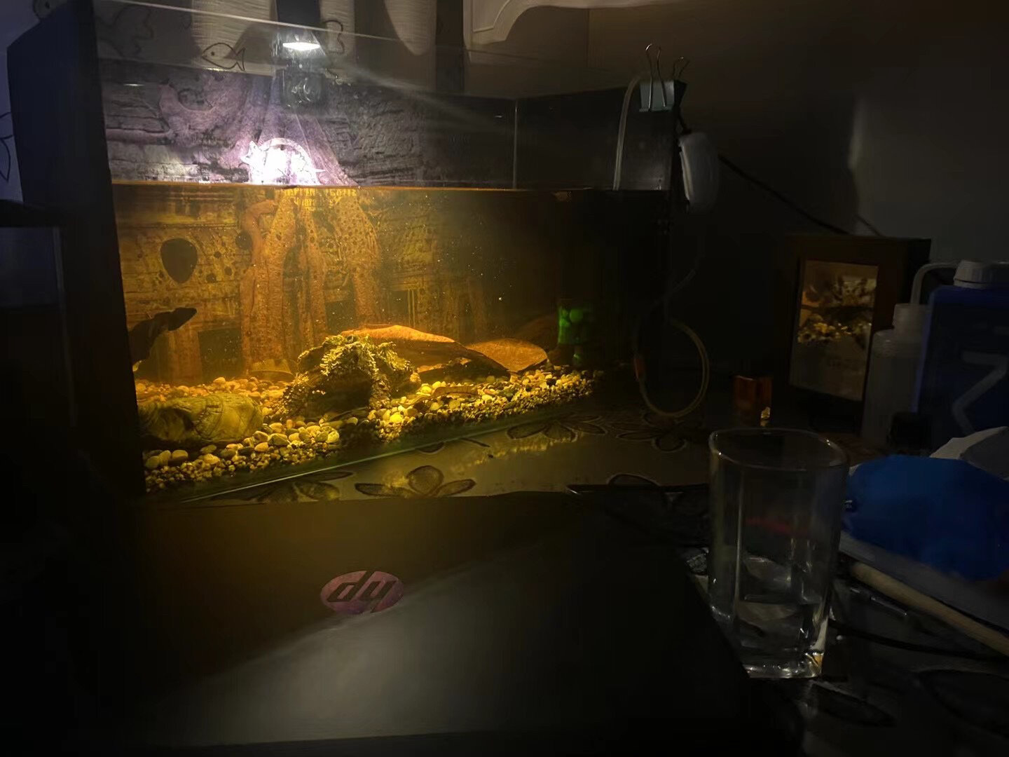大鳄龟南美缸造景