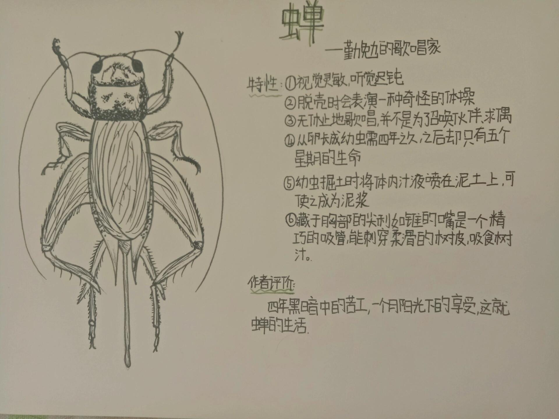 昆虫记档案蝉舍腰蜂