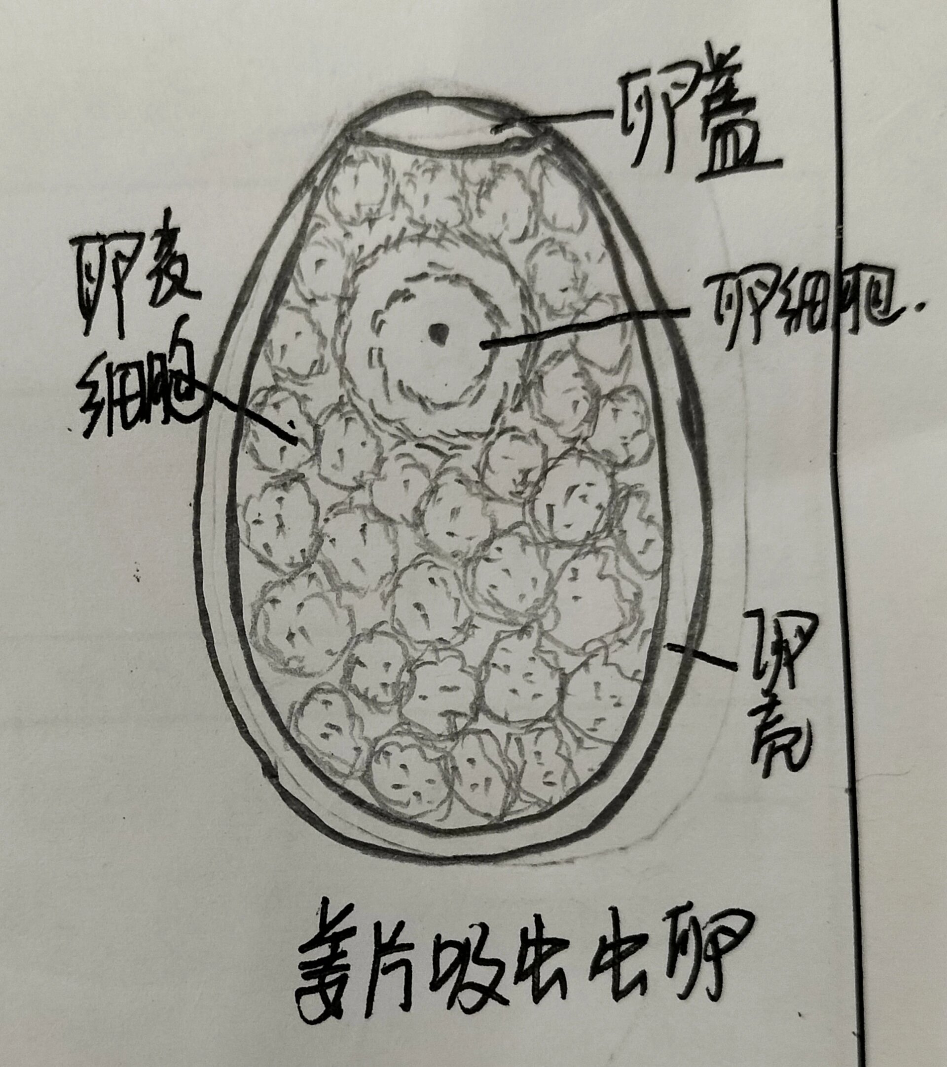 前后盘吸虫结构图片