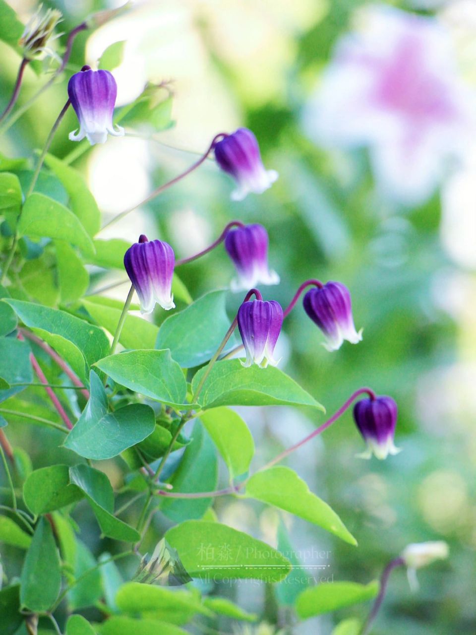 盛开的夏日铃铛丨铁线莲王梦 可以入选本月最可爱的植物之一了