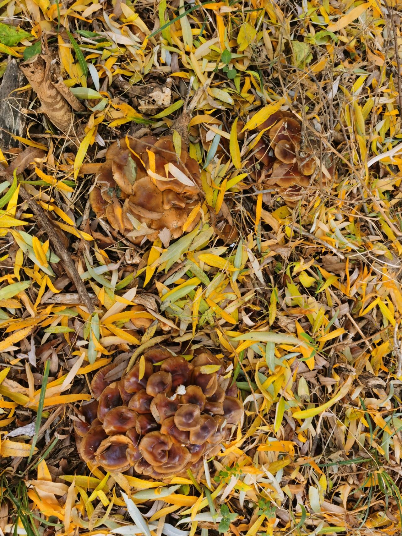 柳树下的蘑菇 两棵大柳树下边,长了三堆蘑菇