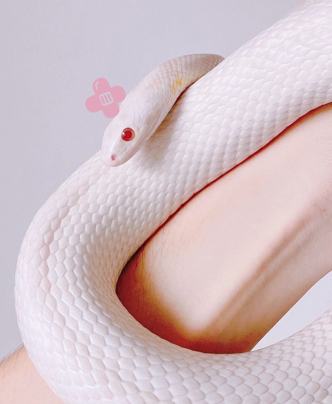 浅谈一下暴风雪玉米蛇9797  暴风雪算是纯色系列里人气比较高的