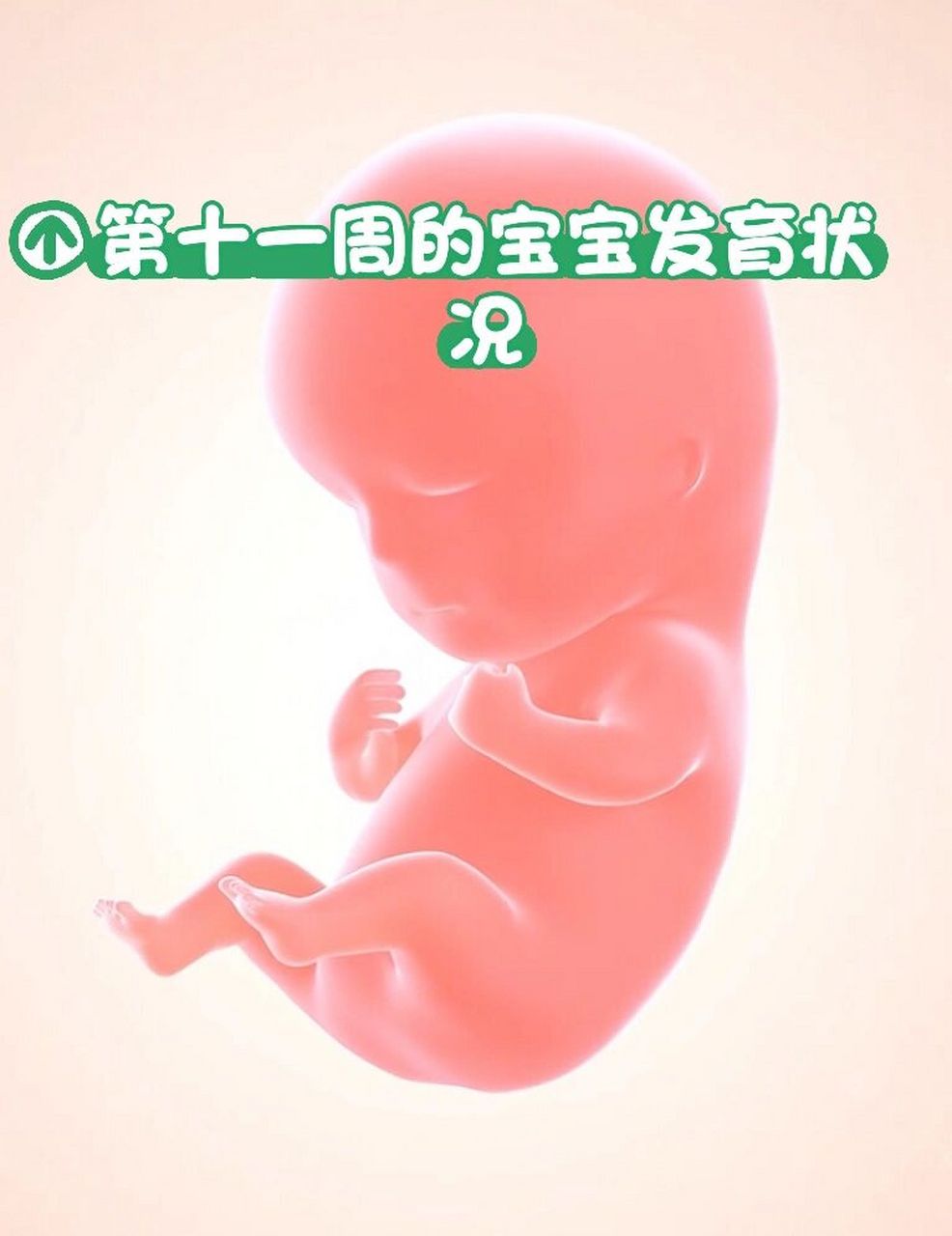 孕十一周胎儿真实图片图片