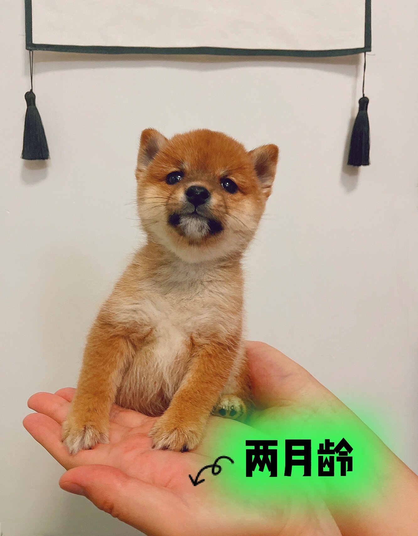 豆柴成长过程 两月龄到6月龄 尴尬期的过程