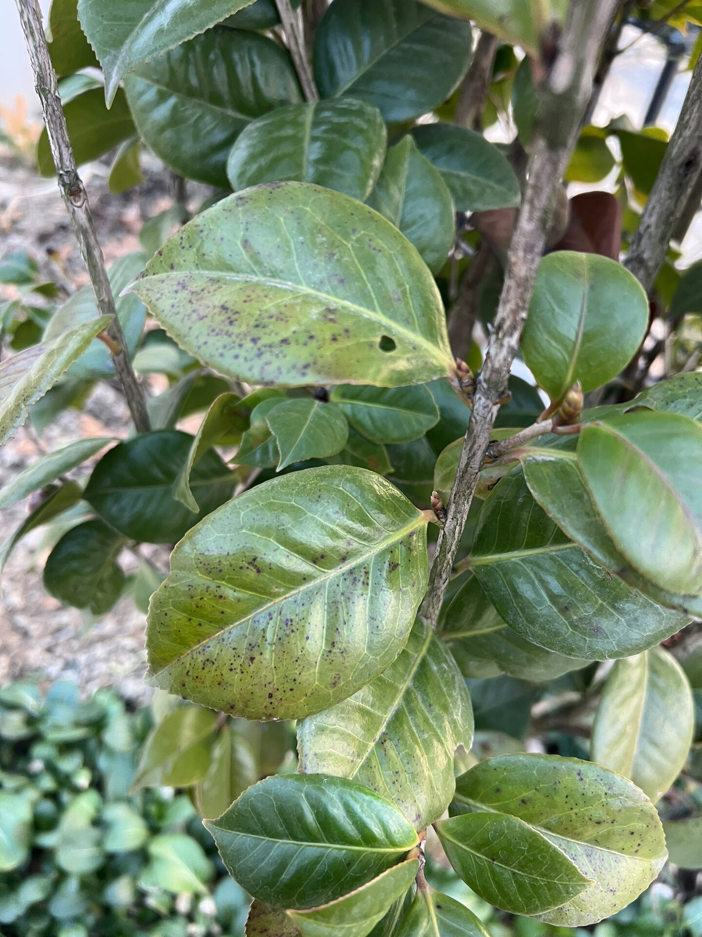 茶花叶片有黑点是什么原因