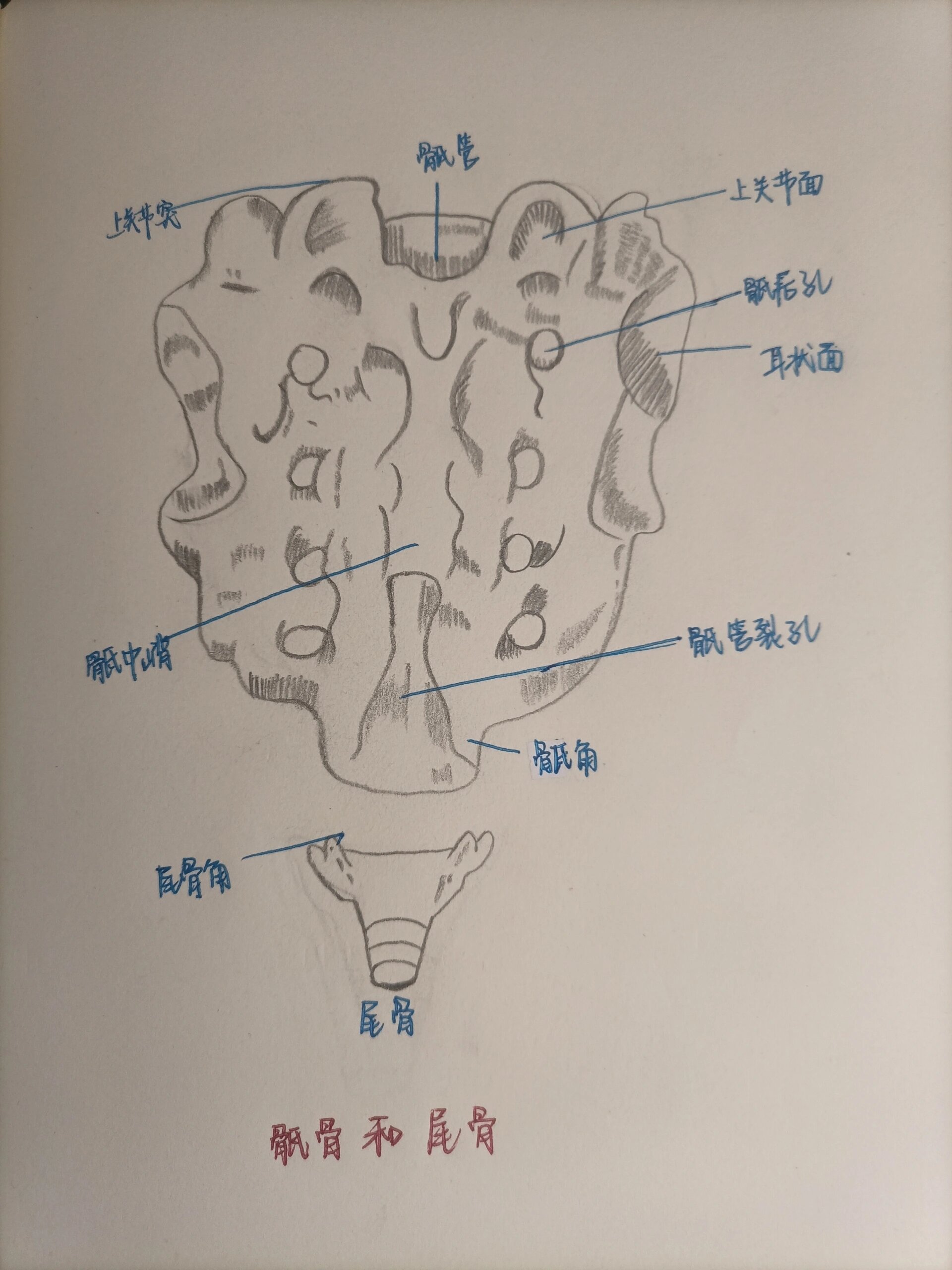 尾骨和骶骨位置示意图图片