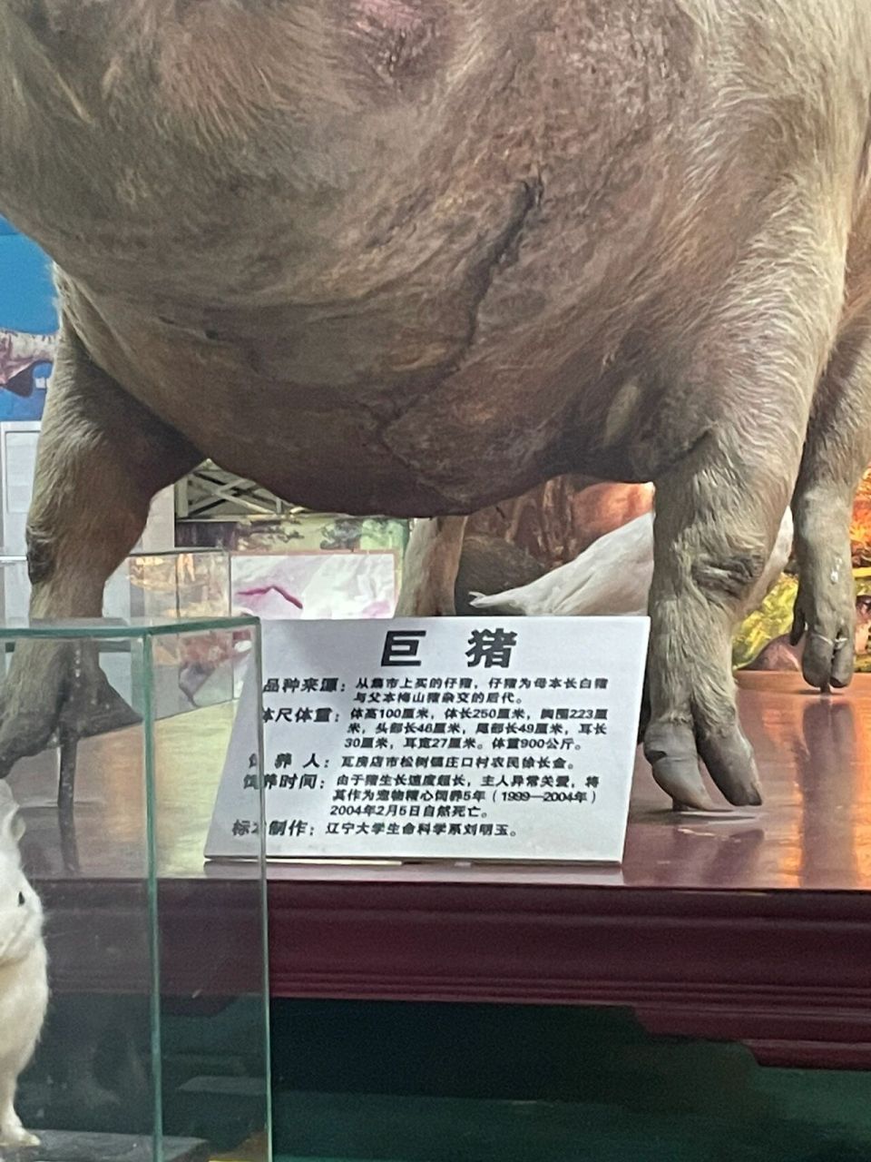 辽宁农业博物馆 明明是正经博物馆,咋看着那么山寨呢