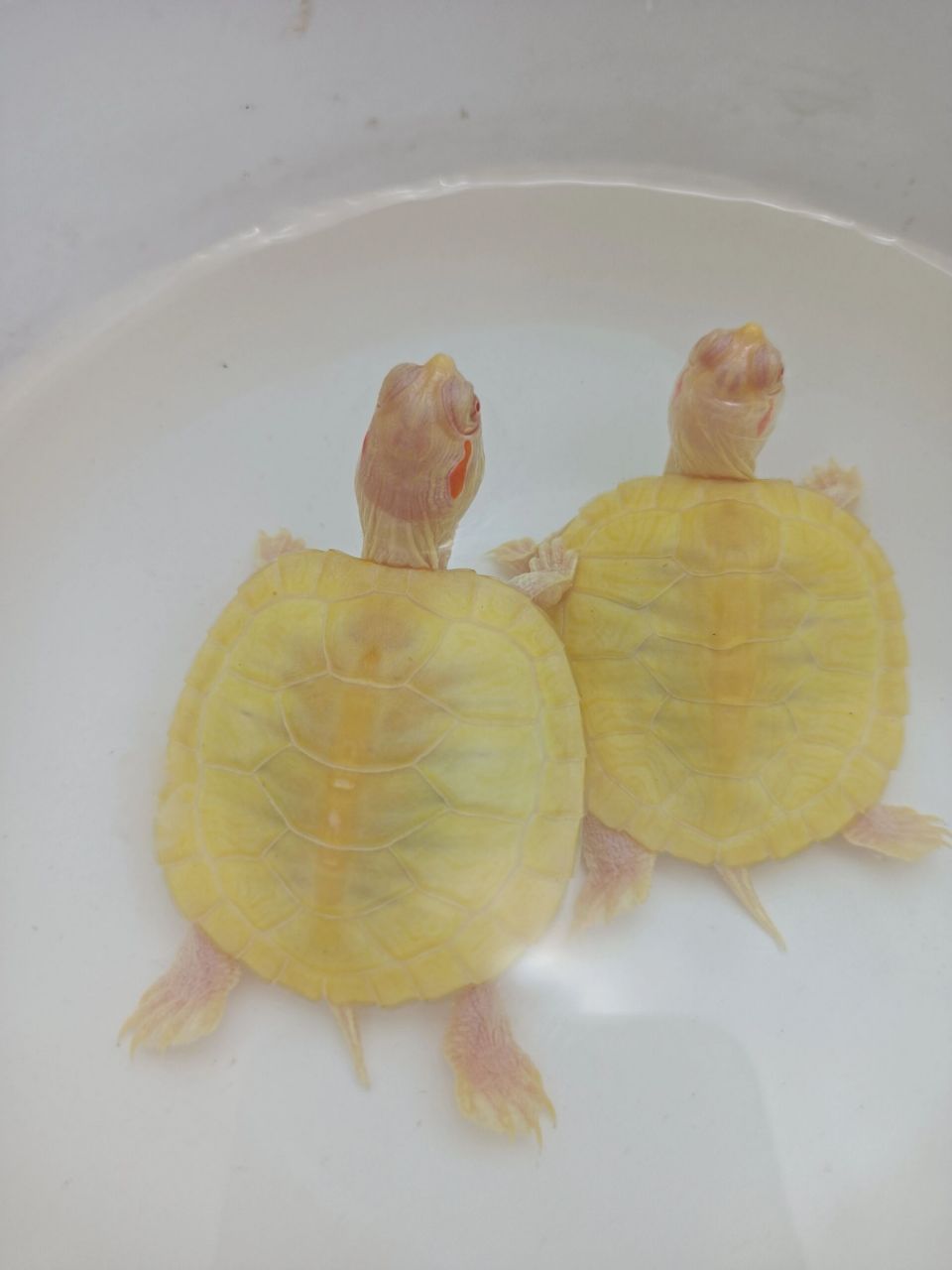 高黄变异巴西龟 可爱无敌