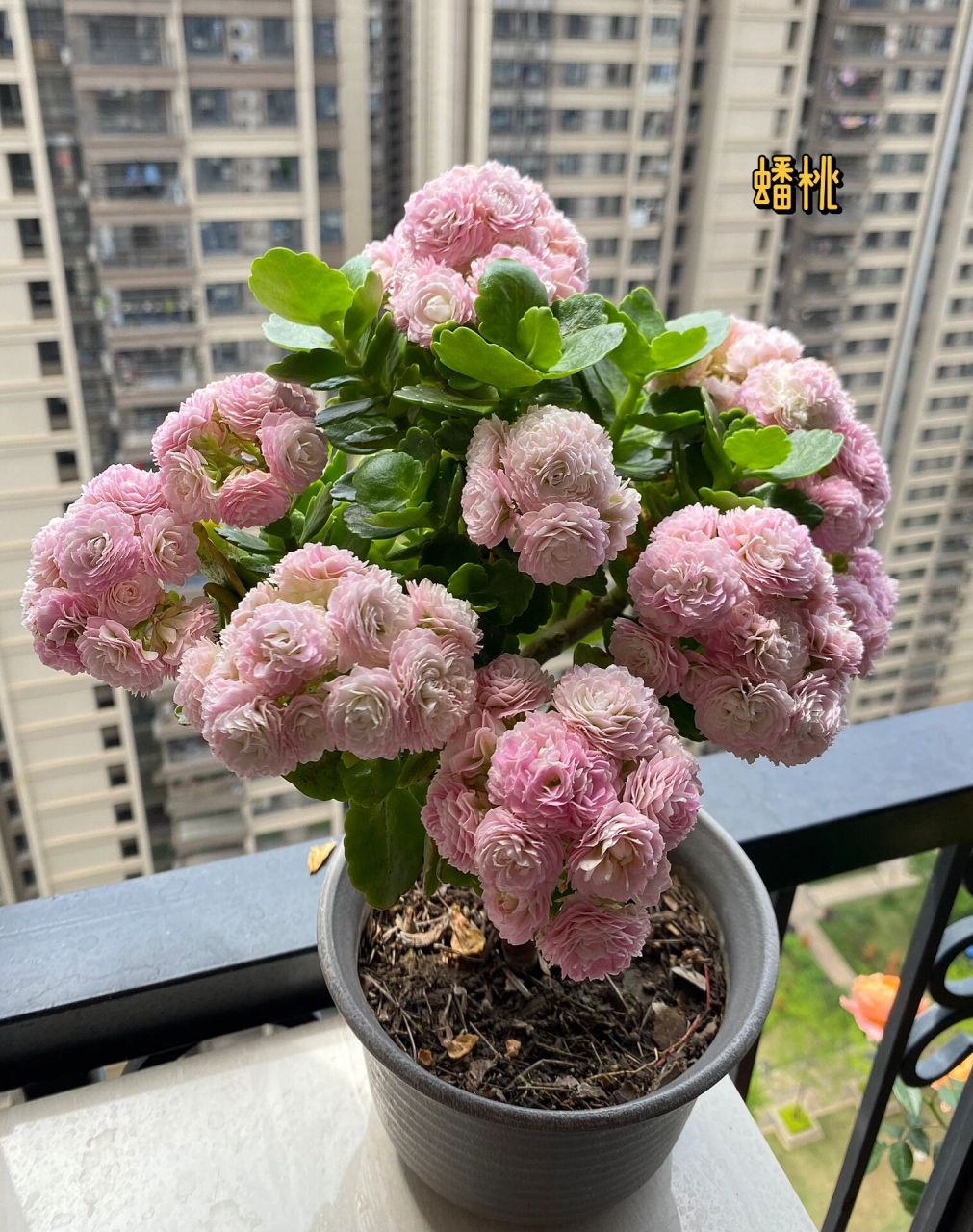 长寿花品种介绍与欣赏:迟花的蟠桃 这个品种去年商品花卖得非常火热
