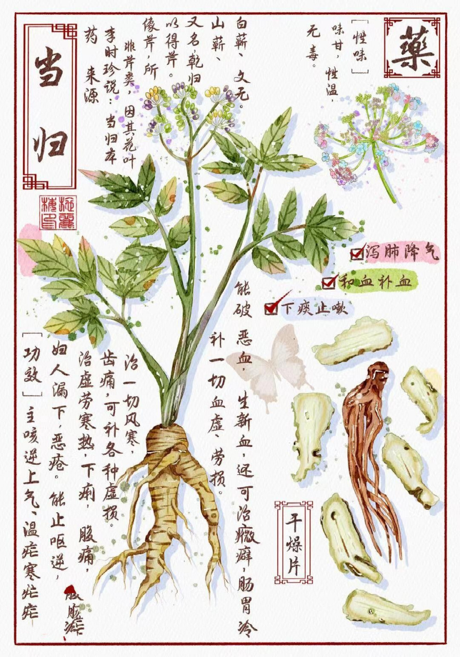中草药插画|当归|本草纲目|新年日历