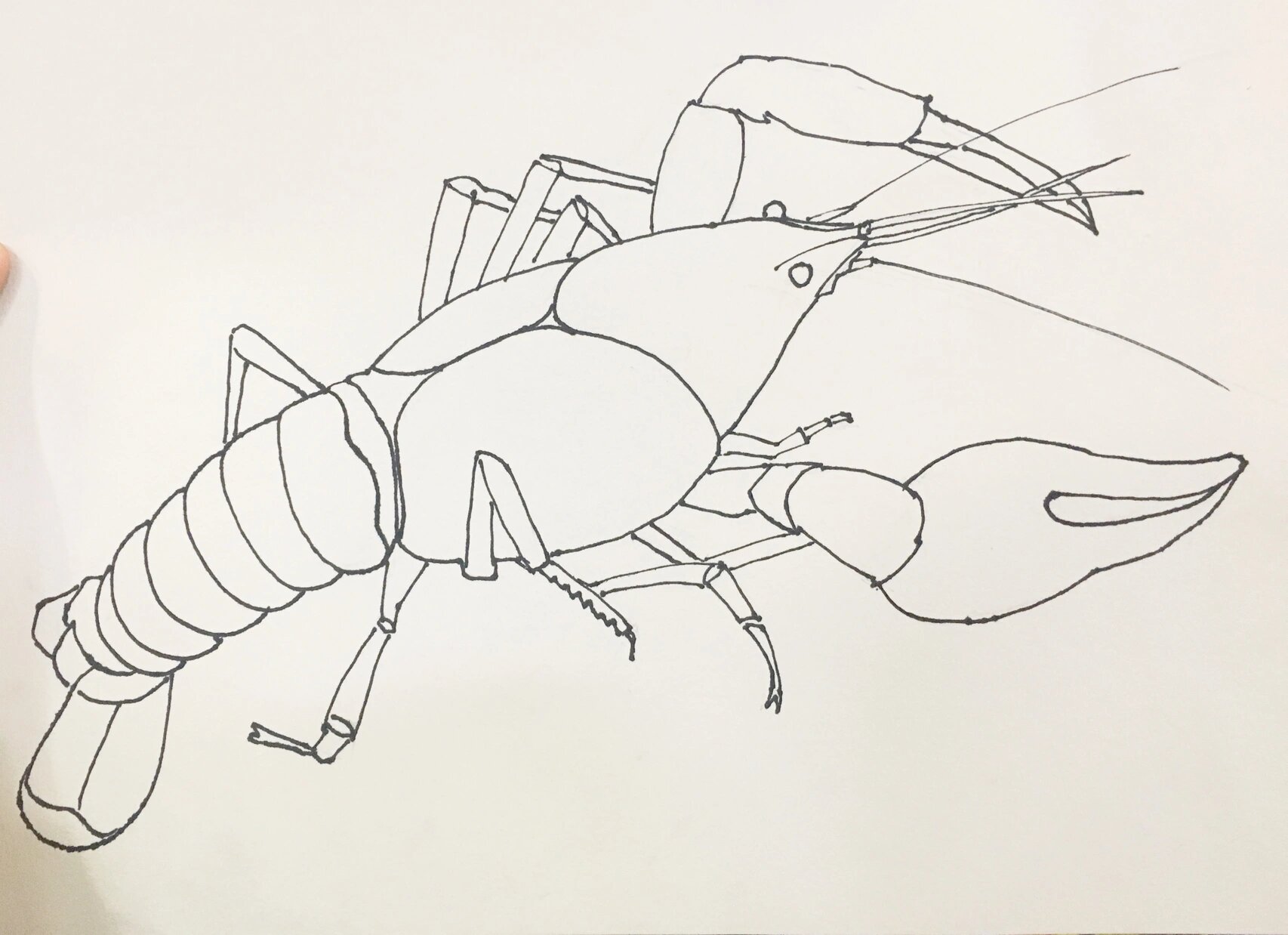 龙虾写生线描