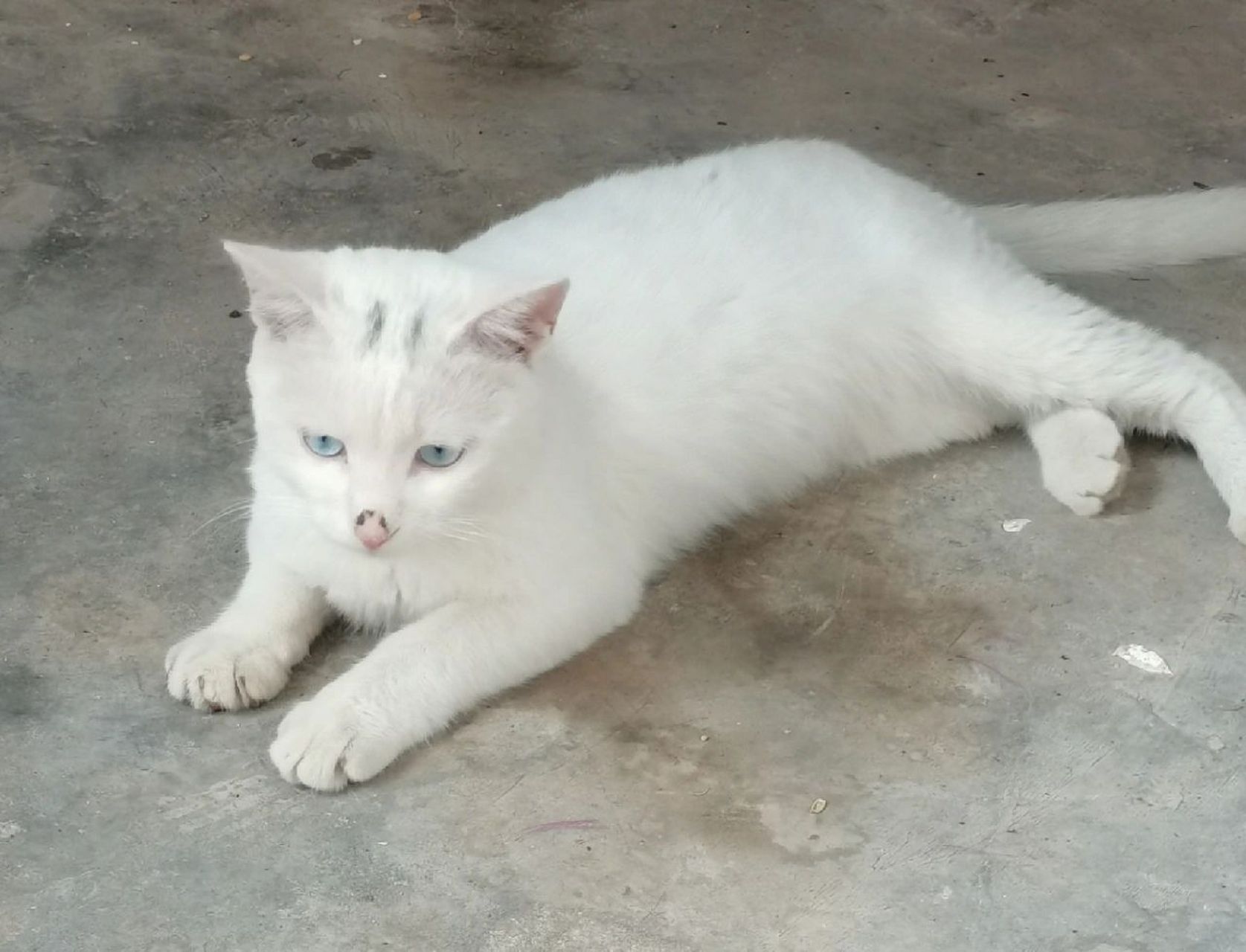 猫咪鼻子黑黑的是什么 最近发现猫咪鼻子有点黑,不确定是不是喝水的