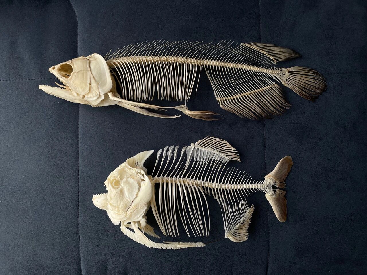 按需定制|金龙鱼 骨骼标本