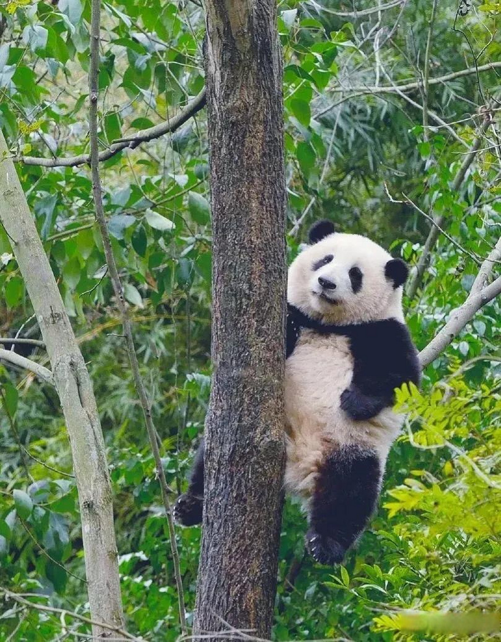 熊猫花花也太会爬树了吧,爬到那么高,不怕摔下来哦～看起来短手短脚的