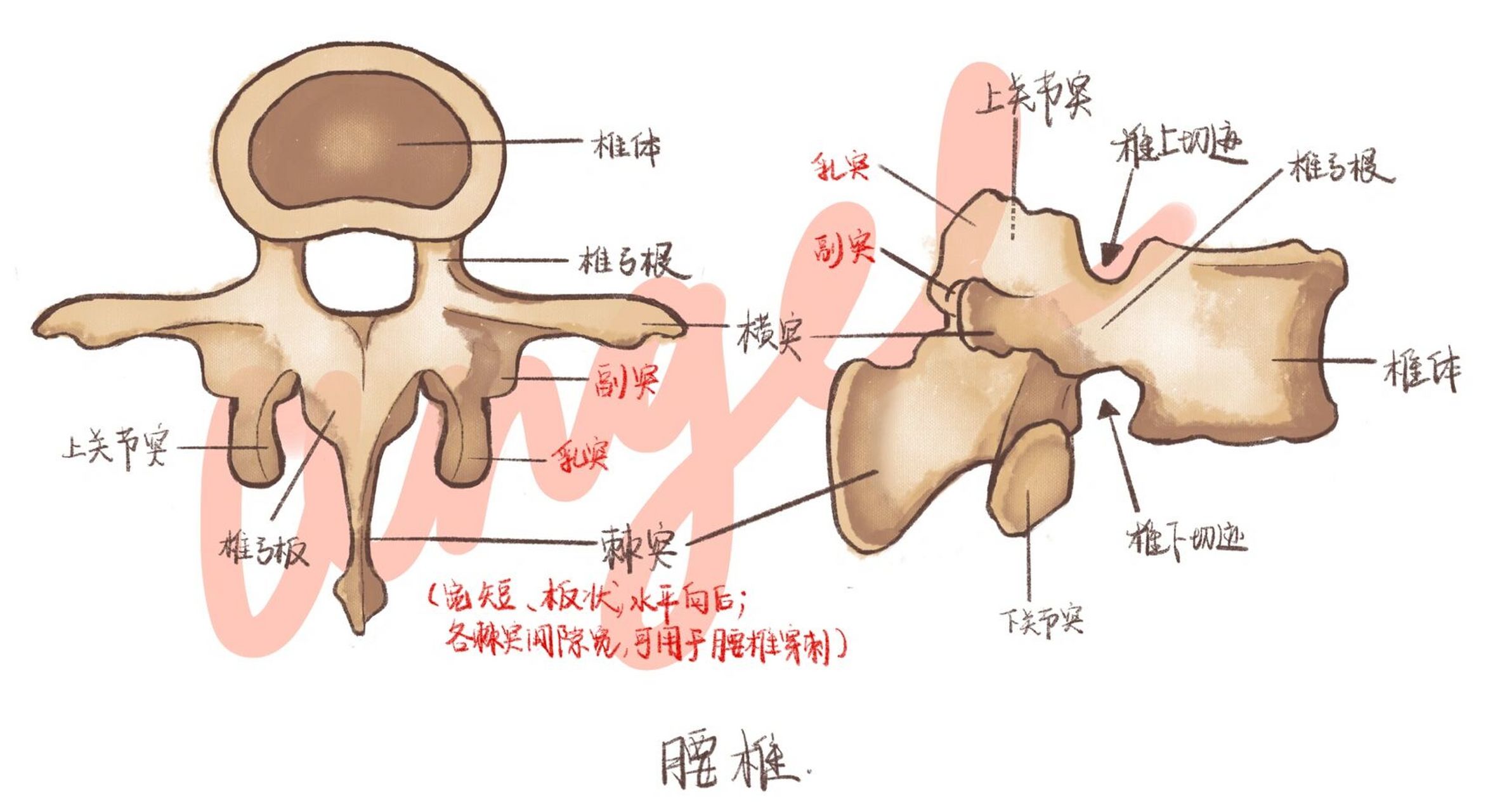 系统解剖//手绘图谱 腰椎胸椎 运动系统—骨学—躯干骨—腰椎,胸椎
