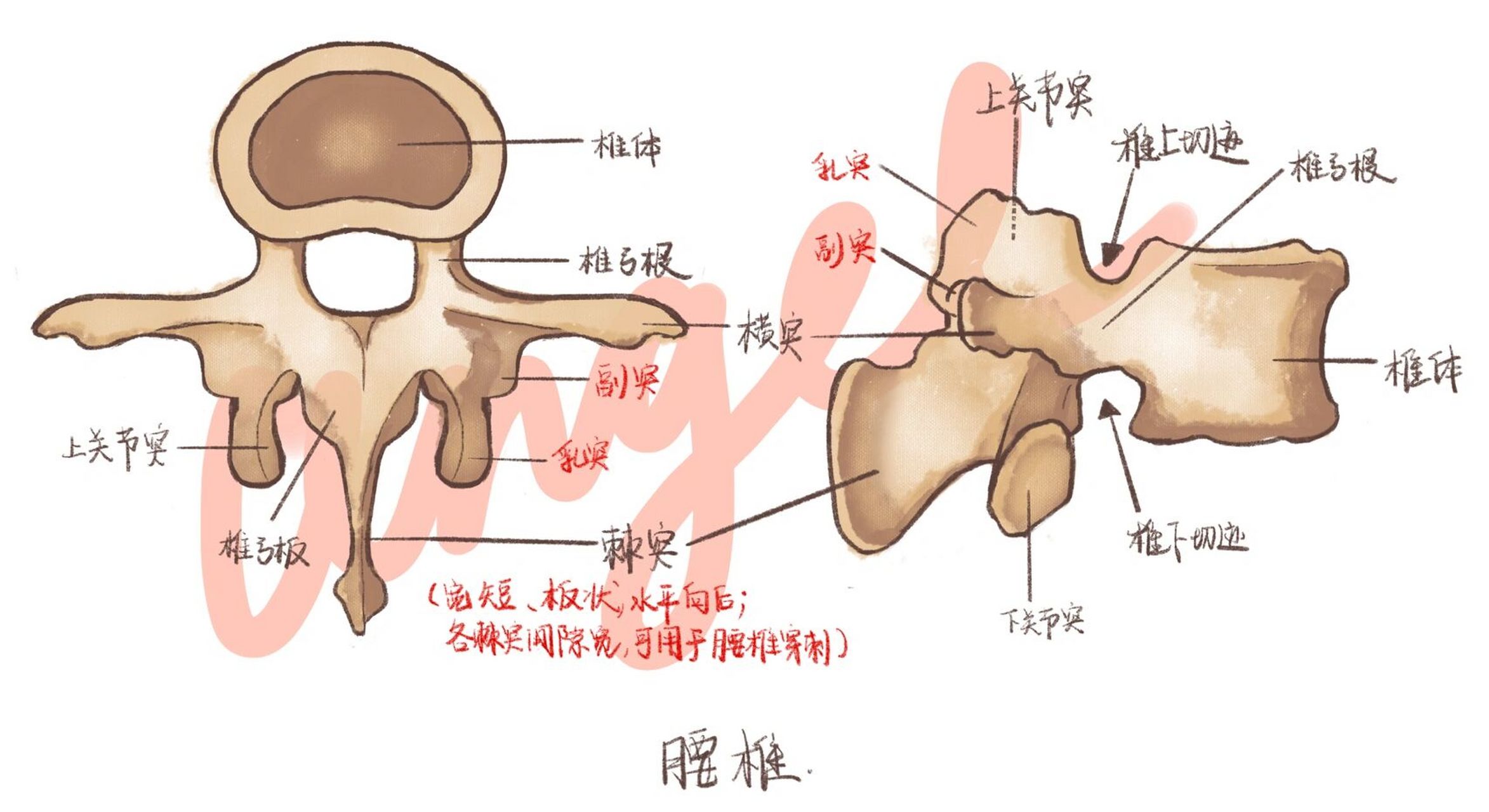 人体腰椎图解解剖图片