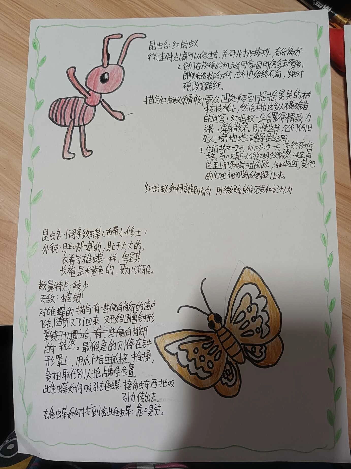 暑假作业——昆虫记档案卡