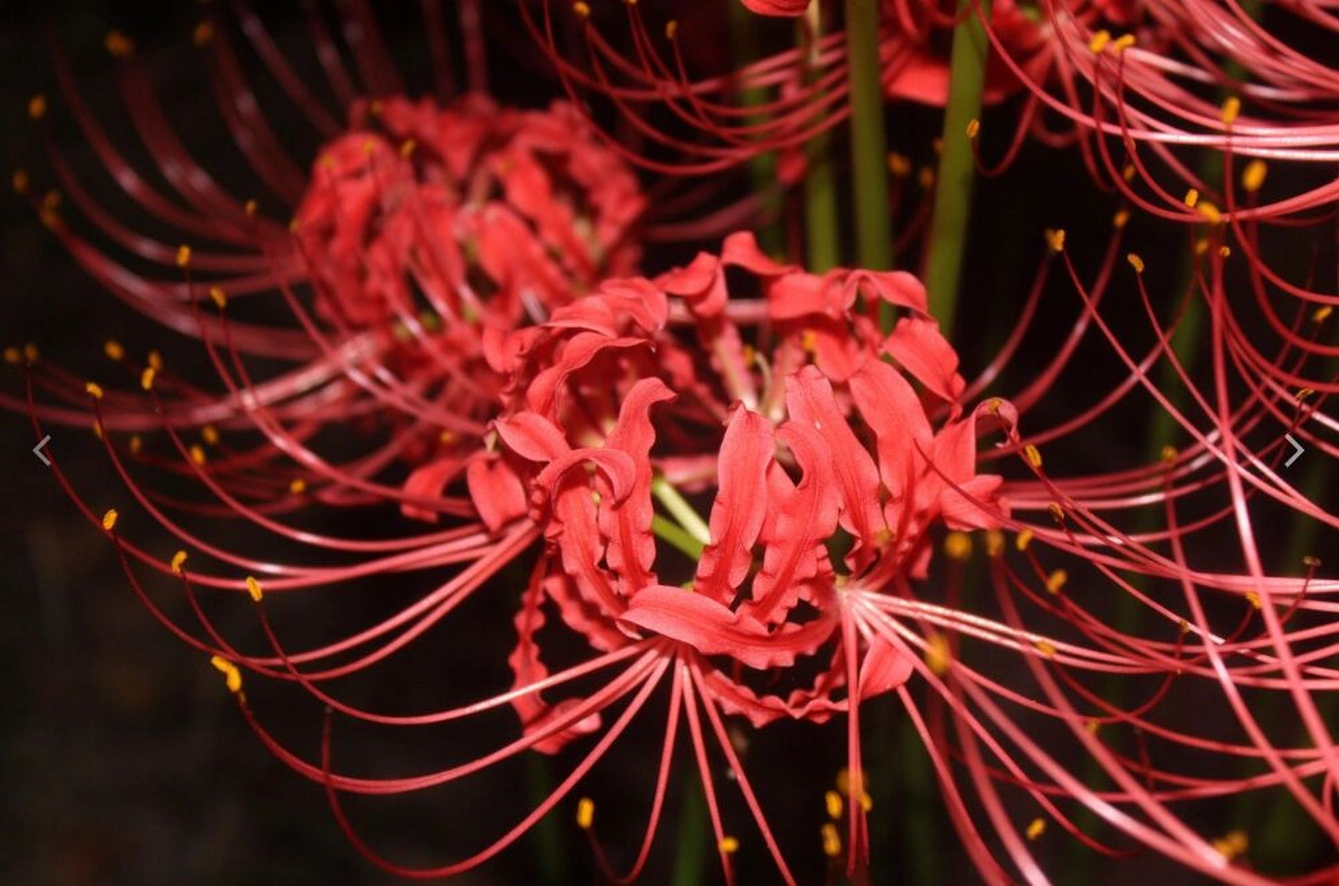 彼岸花,学名:lycoris radiata,属于百合科石蒜属,是多年生宿根草本