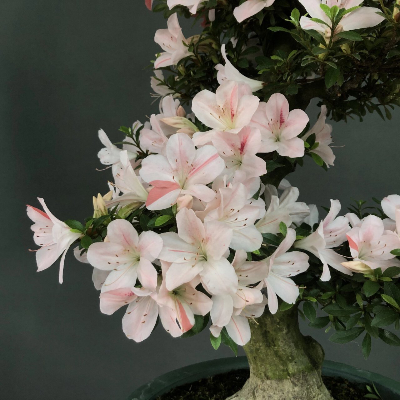 皋月杜鹃～日光 #植物# #花草# #皋月杜鹃# #盆景# #盆栽