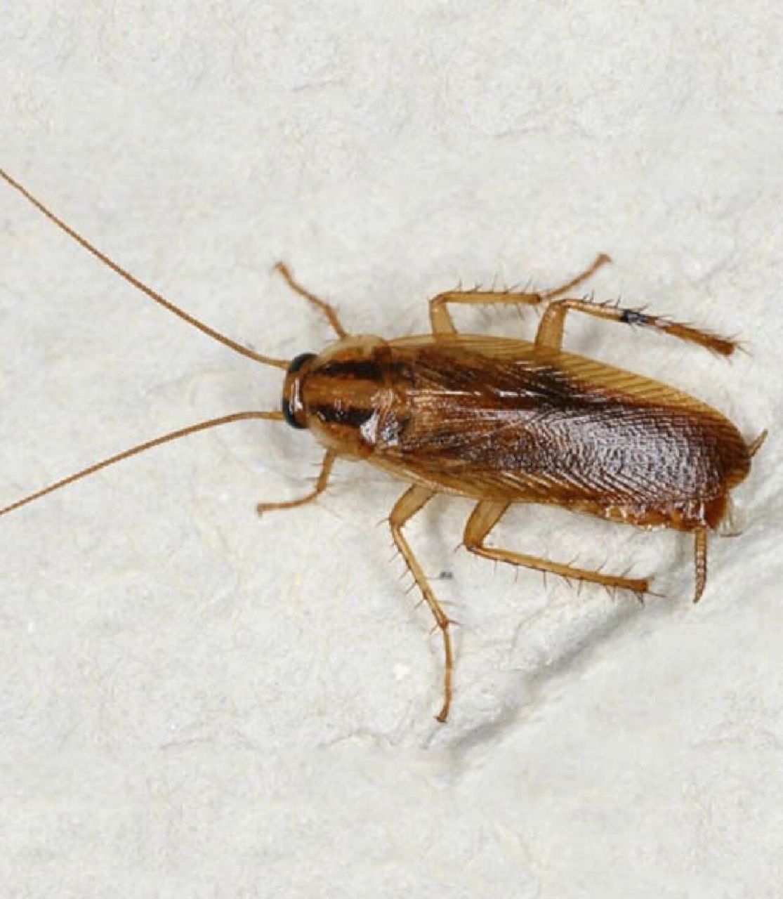 小蟑螂德国小蠊怎么消灭最彻底 小蟑螂就是德国小蠊,它们是蟑螂种类中
