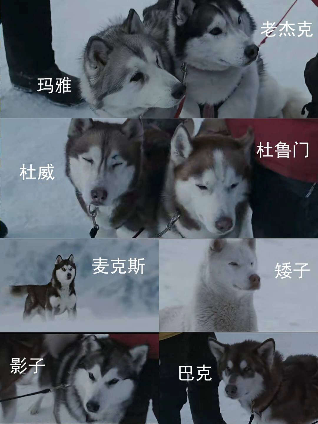 团结73把我感动哭了6015 	 90片名:南极大冒险 67导演