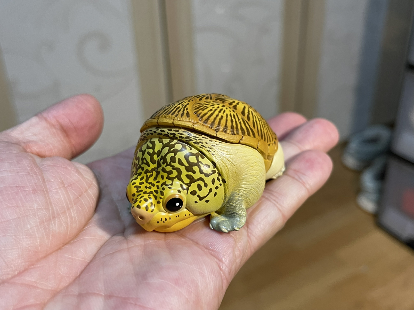 动物星球-心宽体胖系列 龟篇03实拍 #潮玩手办# #龟# #模型# 动物星球
