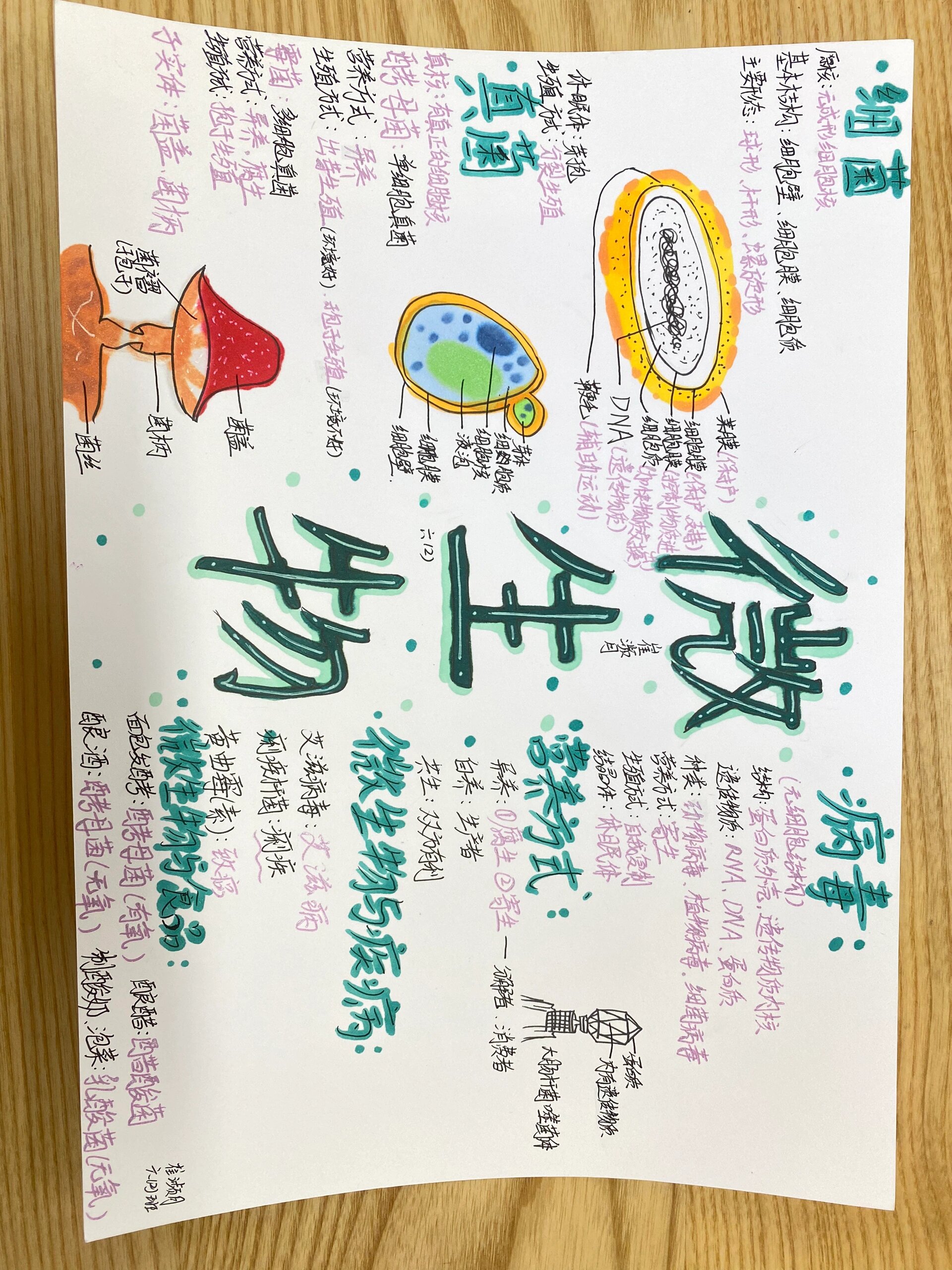 六上《微生物与健康》手抄报