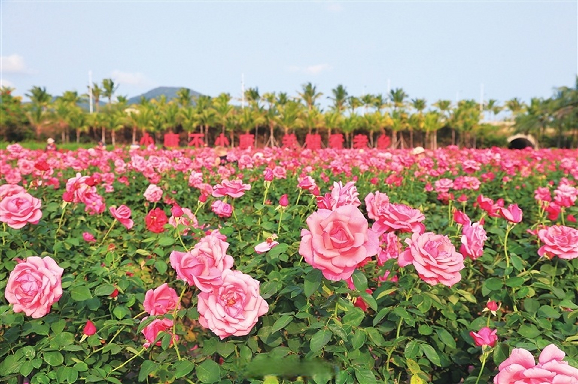 2023三亚国际玫瑰文化节#【鹿城玫瑰花开 花海迎客来】阳春三月,春回