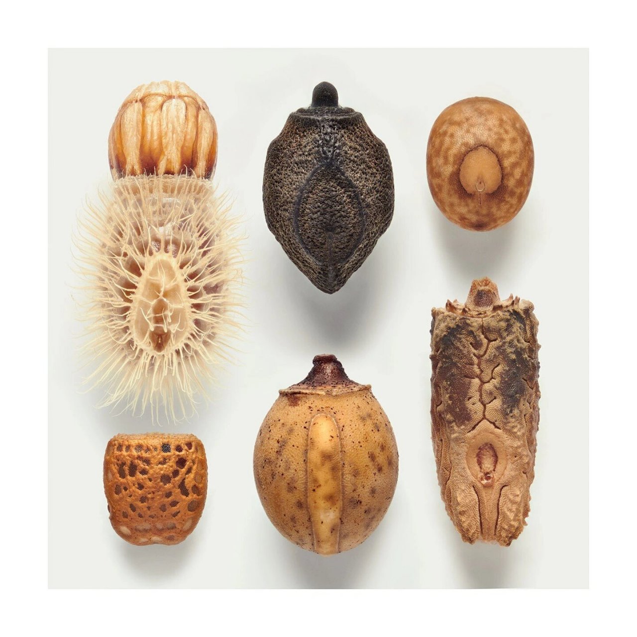 竹节虫卵 来自摄影师levon  biss拍摄的竹节虫卵高清照片,这些克里斯