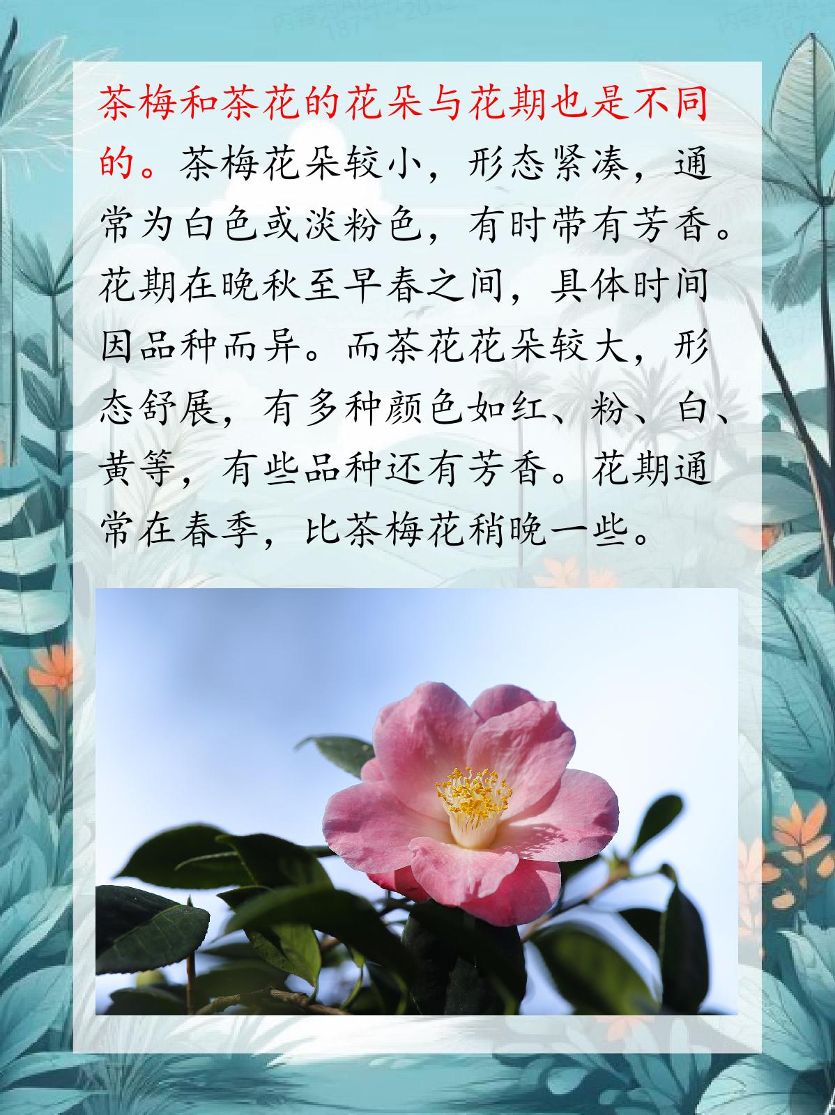 茶花品种介绍 识别图片