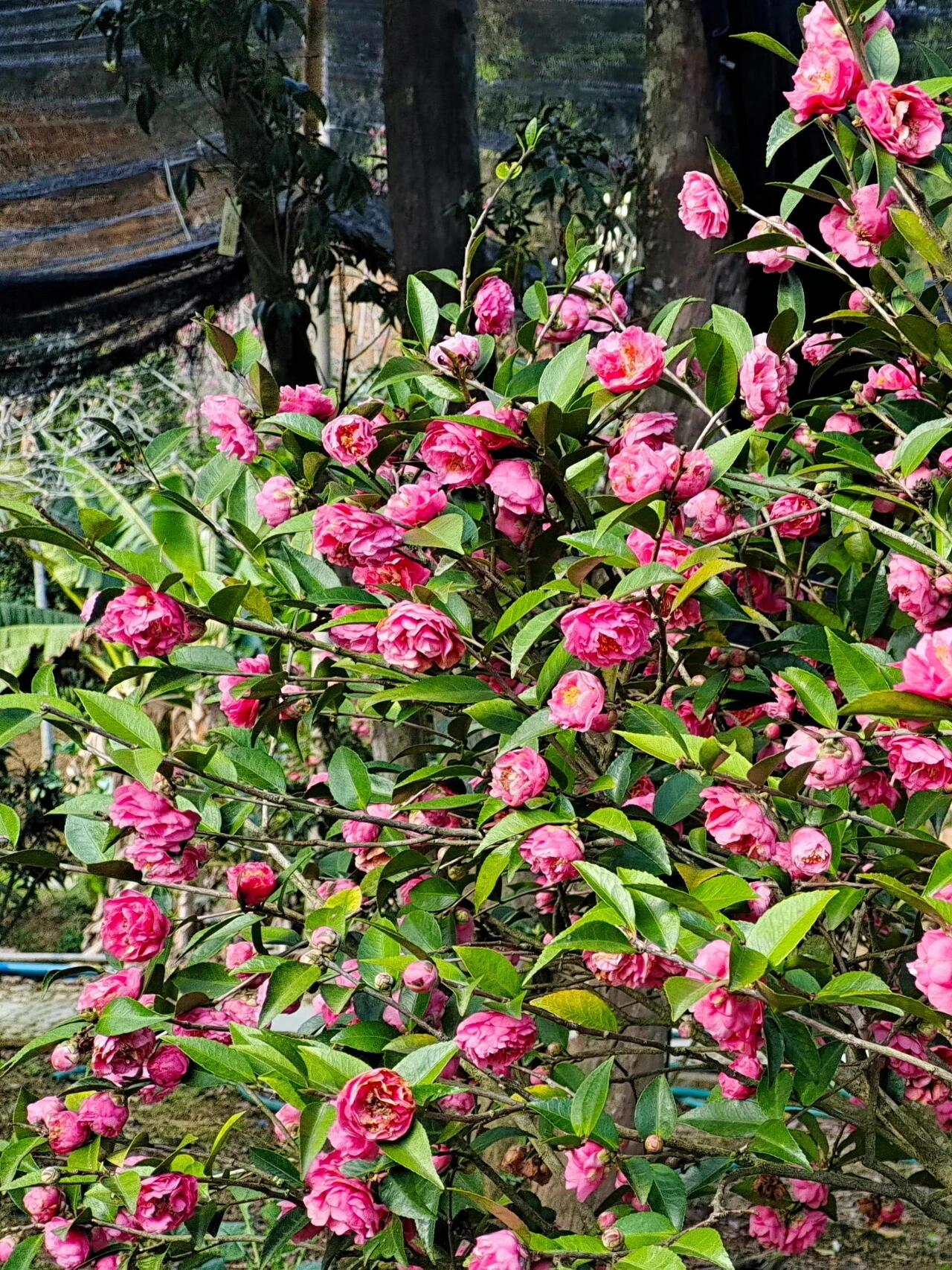 东阳阿婆四句宝花图片图片