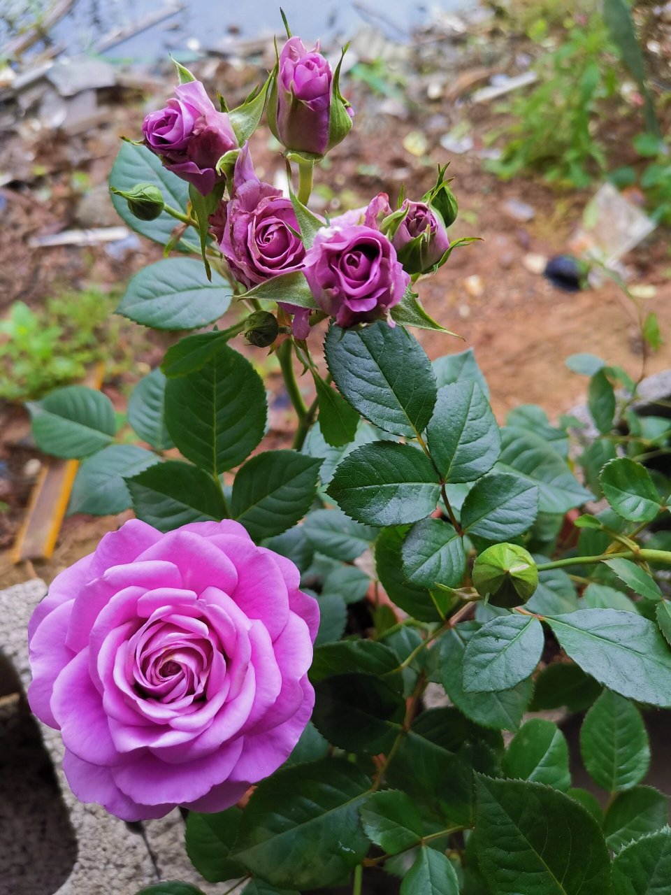 二乔紫皇后月季 去年的牙签苗,今年已经全面爆花.