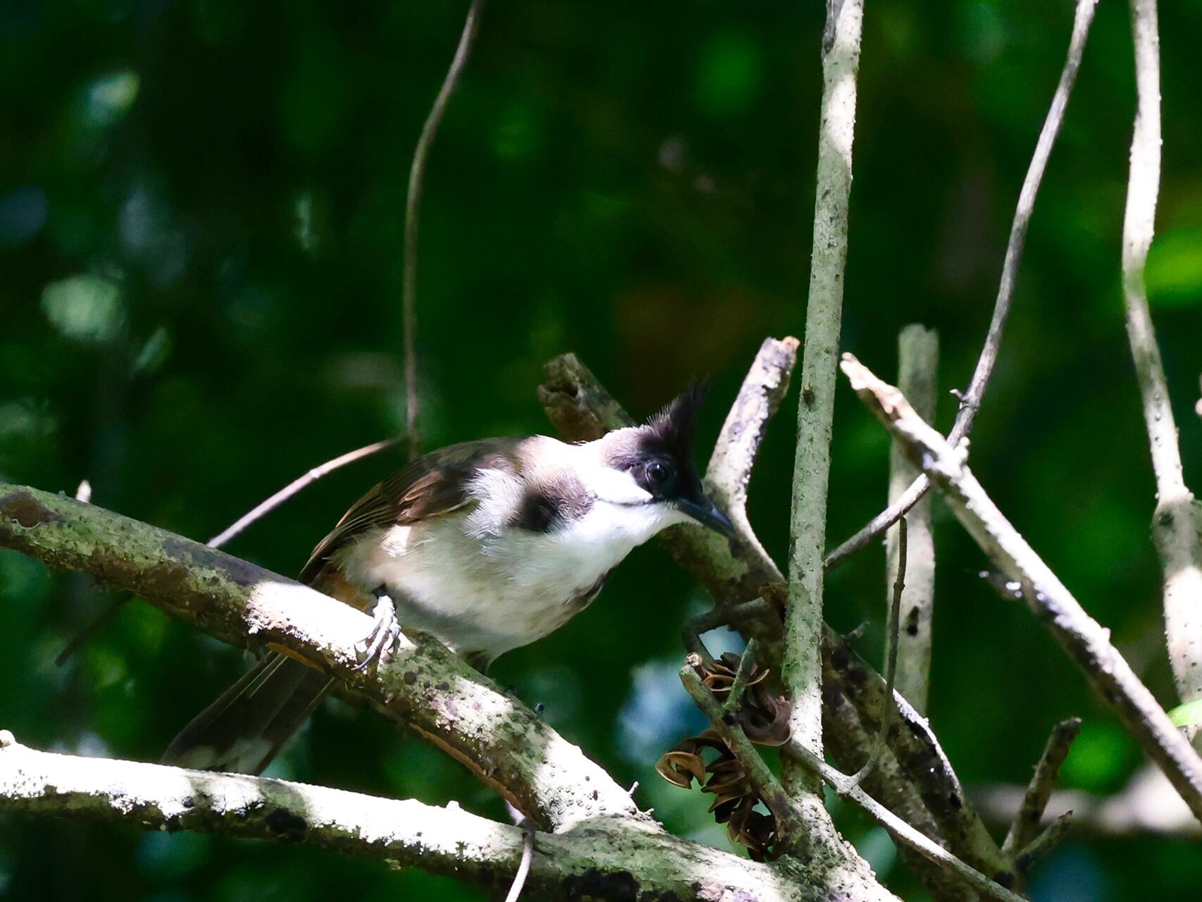 天河公园打鸟之白耳鹎. 又一常见的小精灵