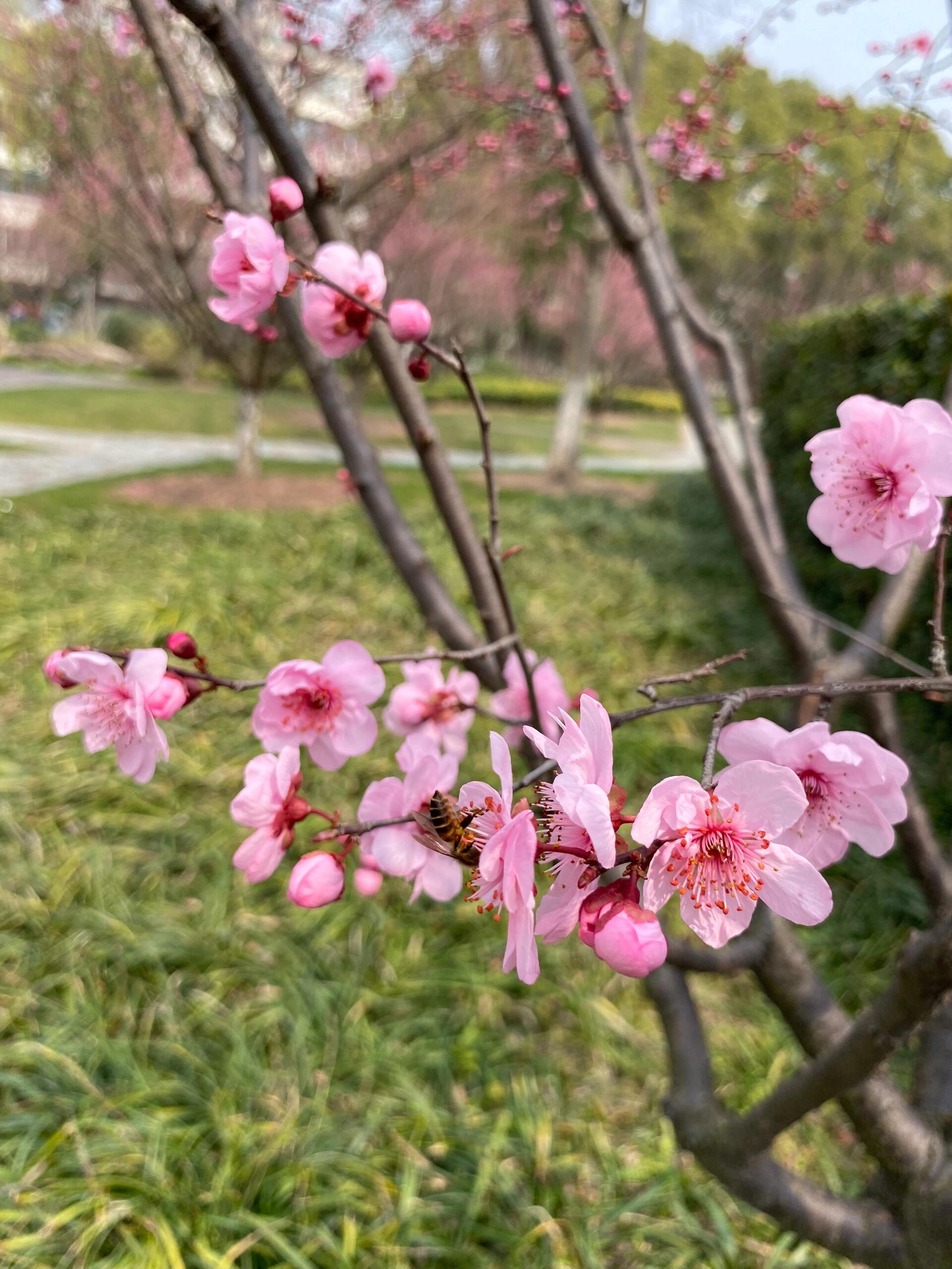 叶互生,呈广卵形或卵形,紫红色;花呈淡紫红色,半重瓣或重瓣,花叶同放