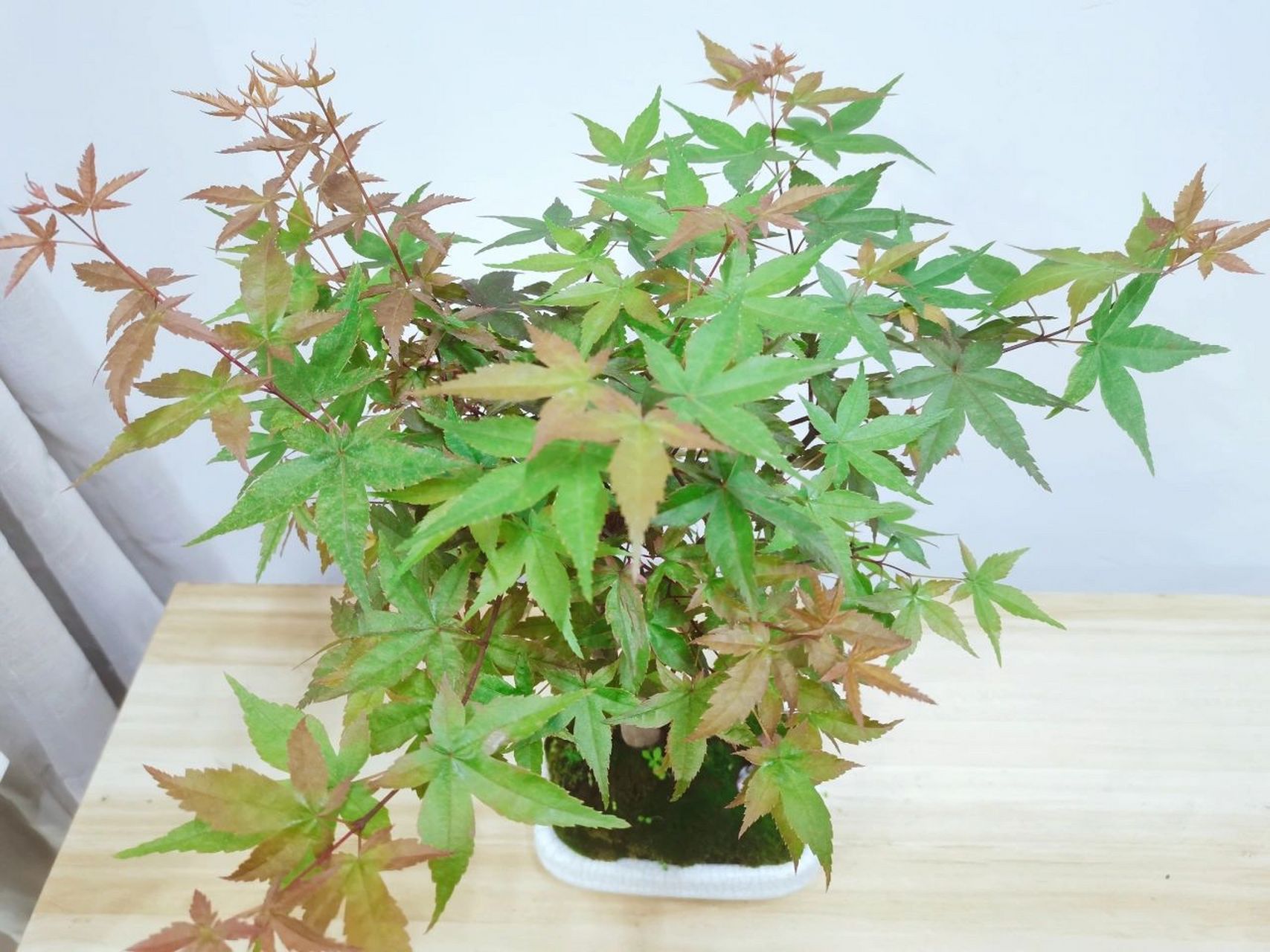 感受一下红枫的各种颜色美,养了2个星期日本红枫的叶子慢慢的由原来