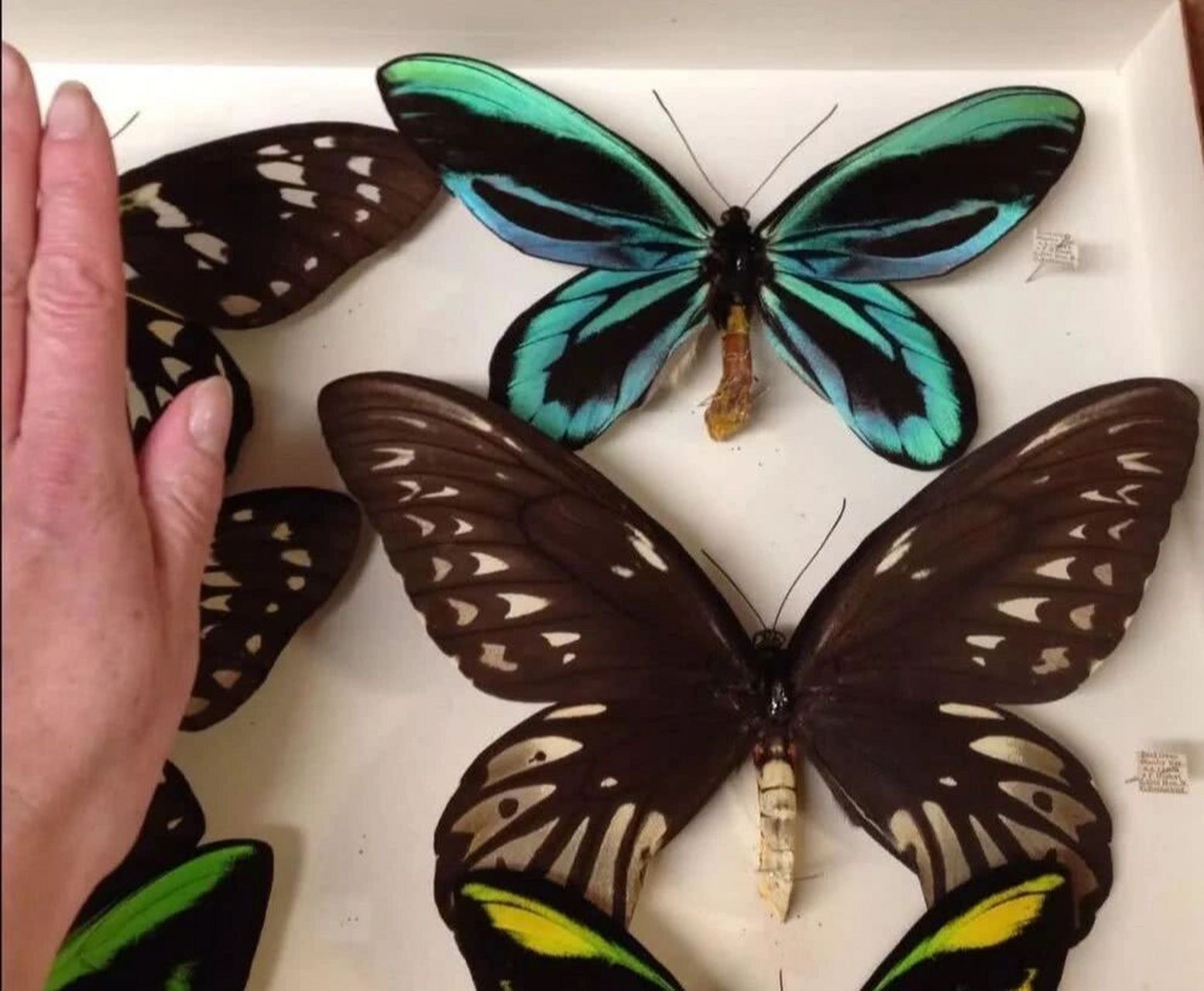 最大的凤蝶——亚历山大鸟翼蝶 雌性亚历山大女皇鸟翼凤蝶较雄蝶大