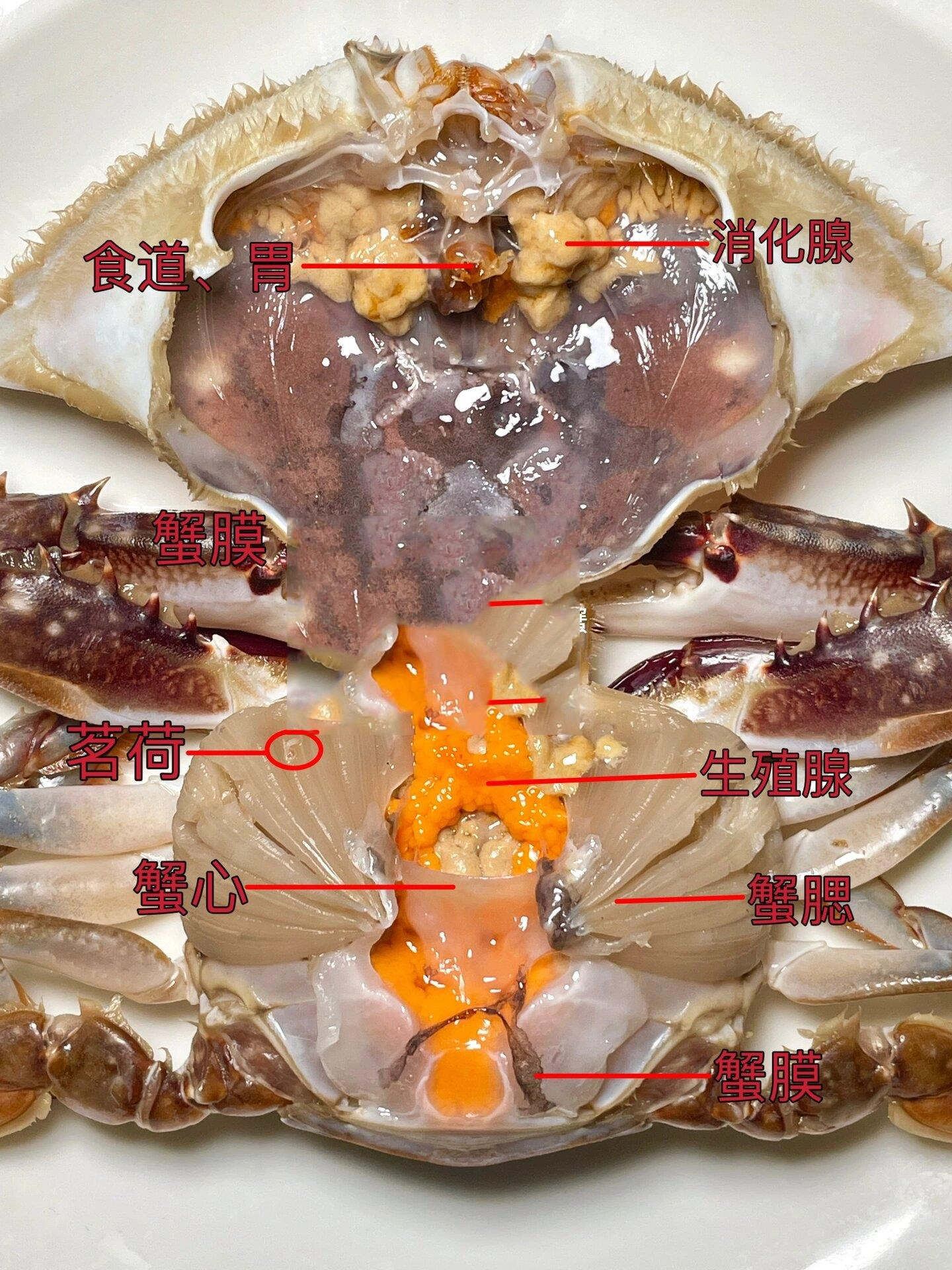 梭子蟹吃法分解图图片