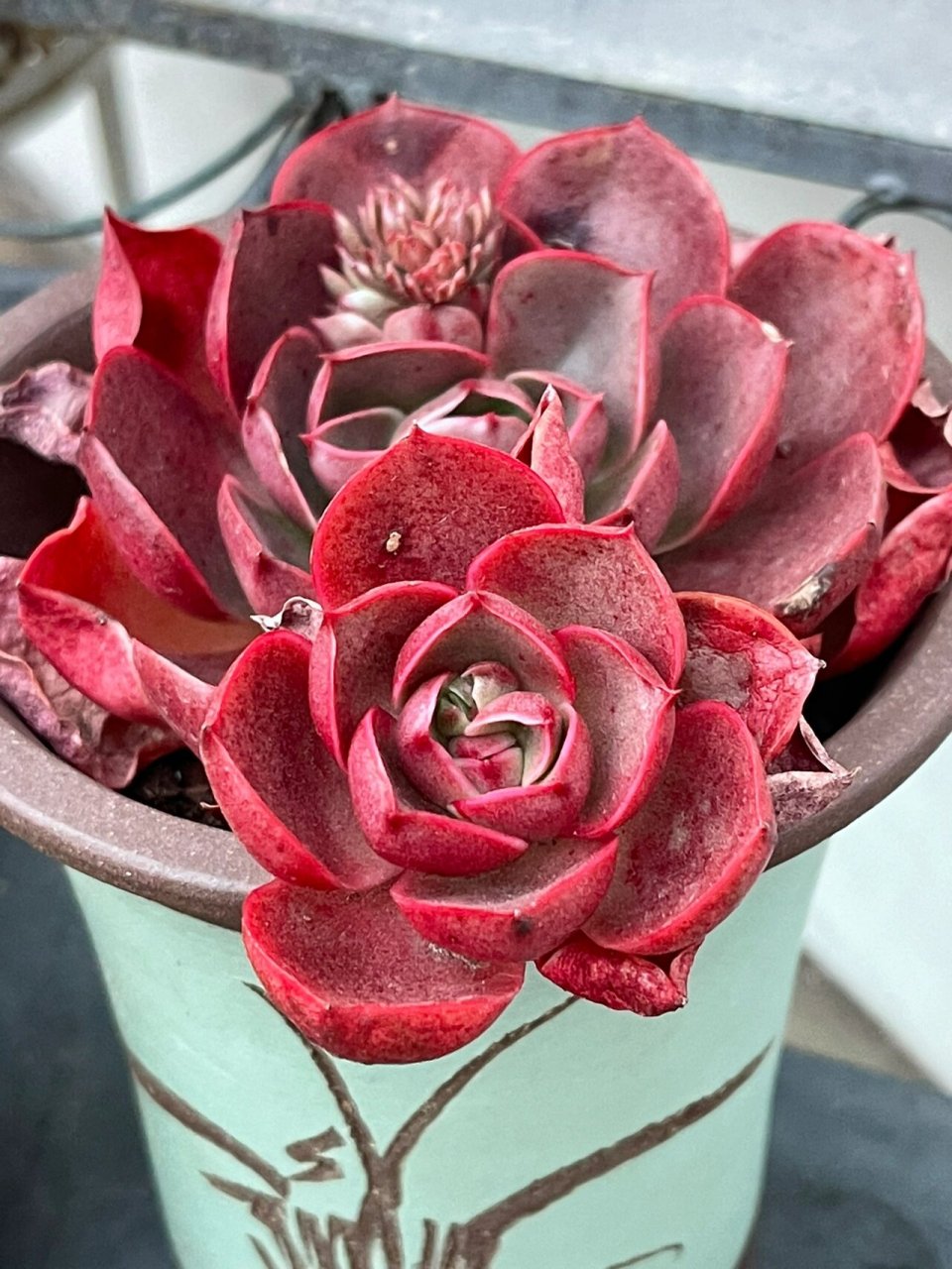 多肉血色浪漫【小珂的花园情话】 去年在云南的直播间买的"血色浪漫"