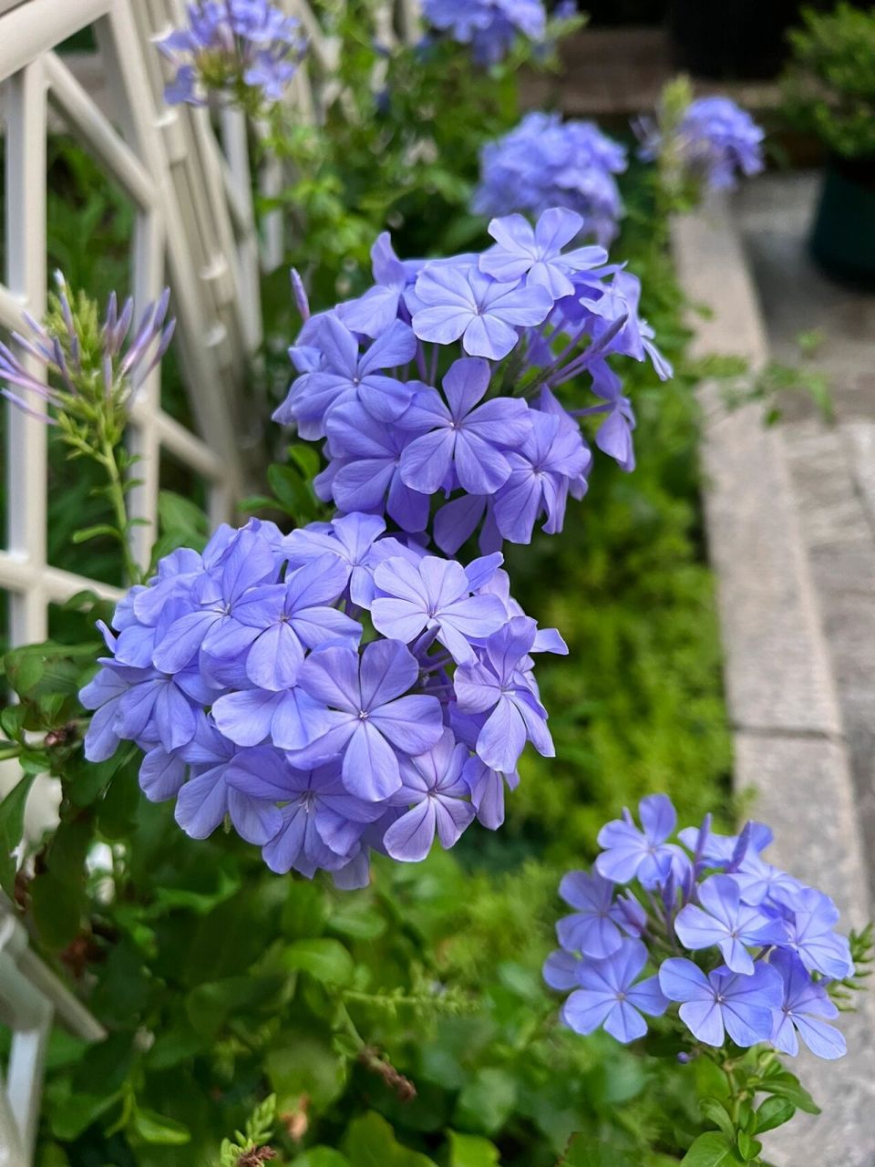 95 98「 夏天文案 」98 95 蓝雪花开 院里的蓝雪花开了95