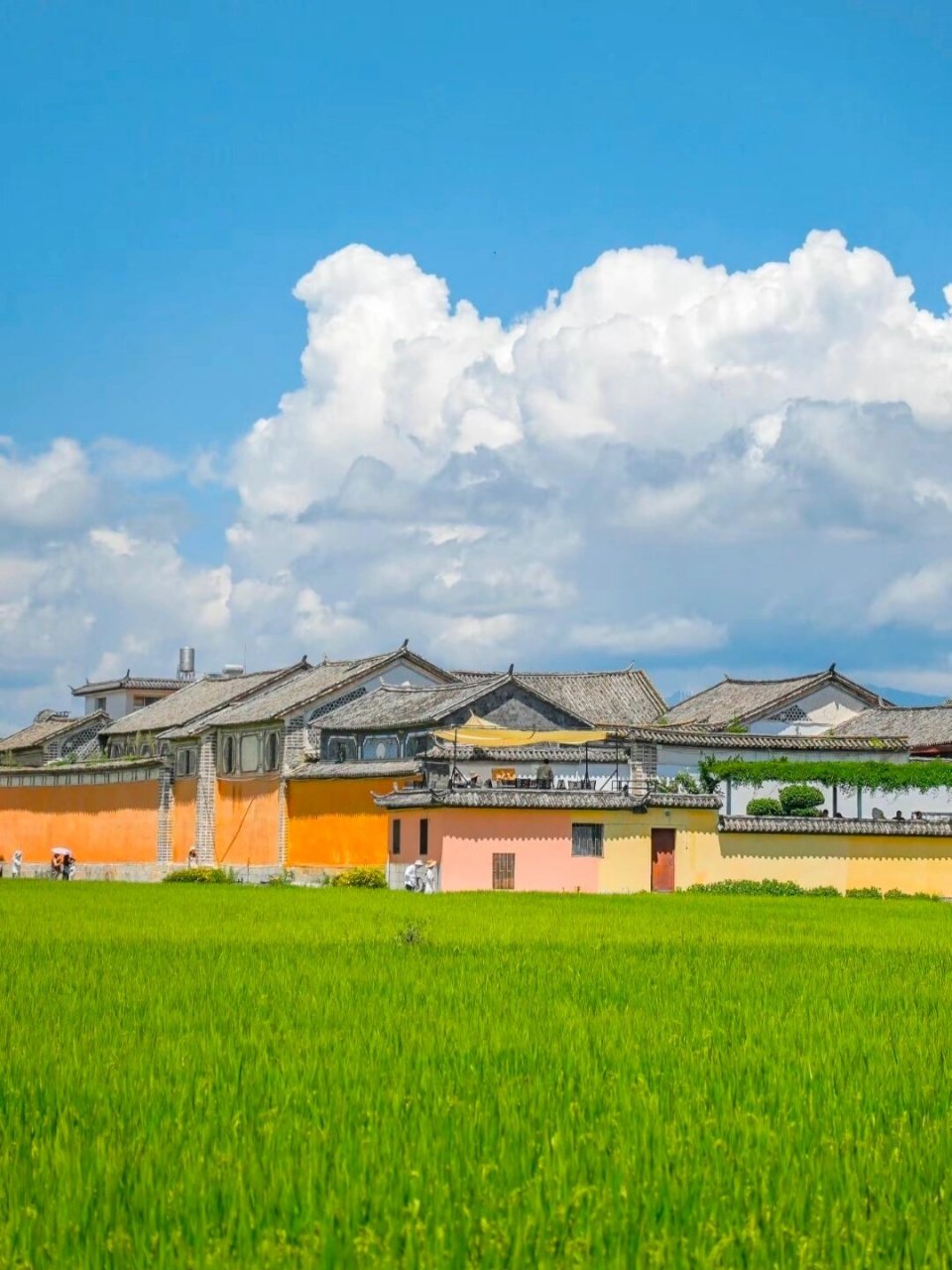 喜洲古镇看麦田为啥是稻田?