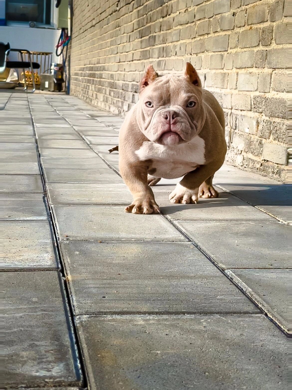 丁香色恶霸幼犬