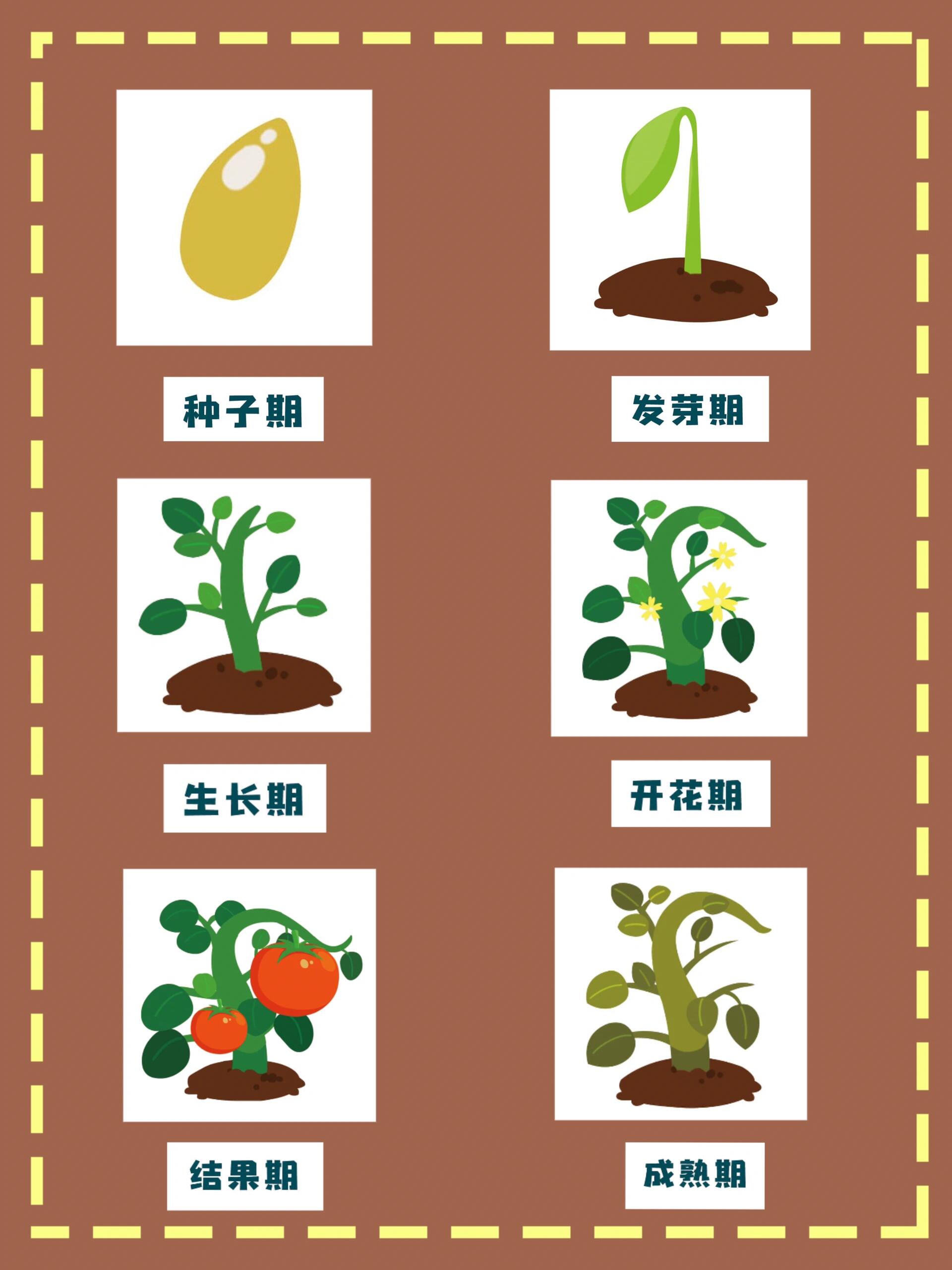 植物角环创:种子的生长过程97