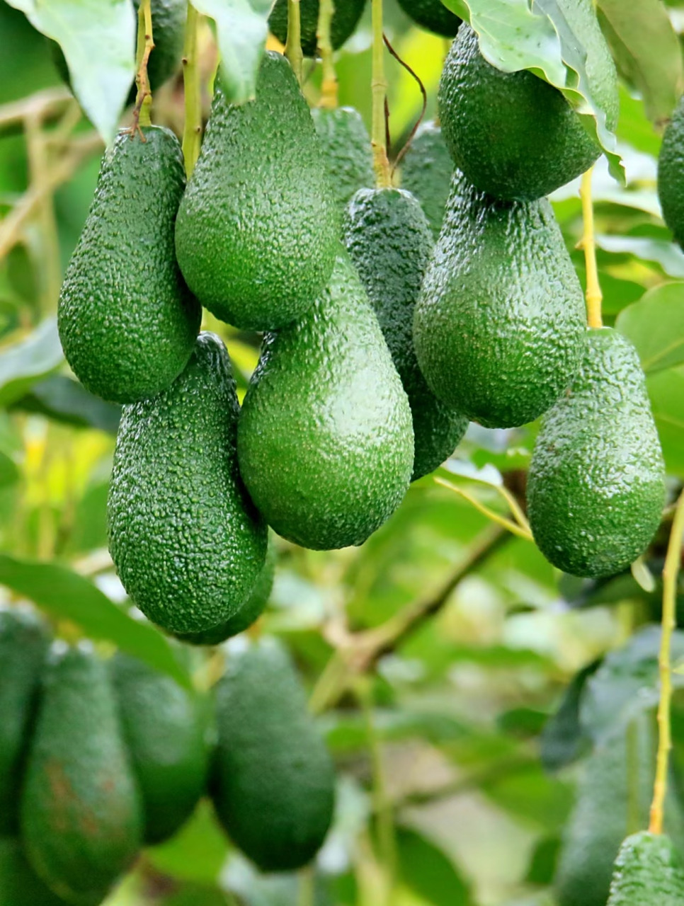 撒金融"底肥",助力孟连县牛油果成为边疆"致富果" 为全力支持普洱市