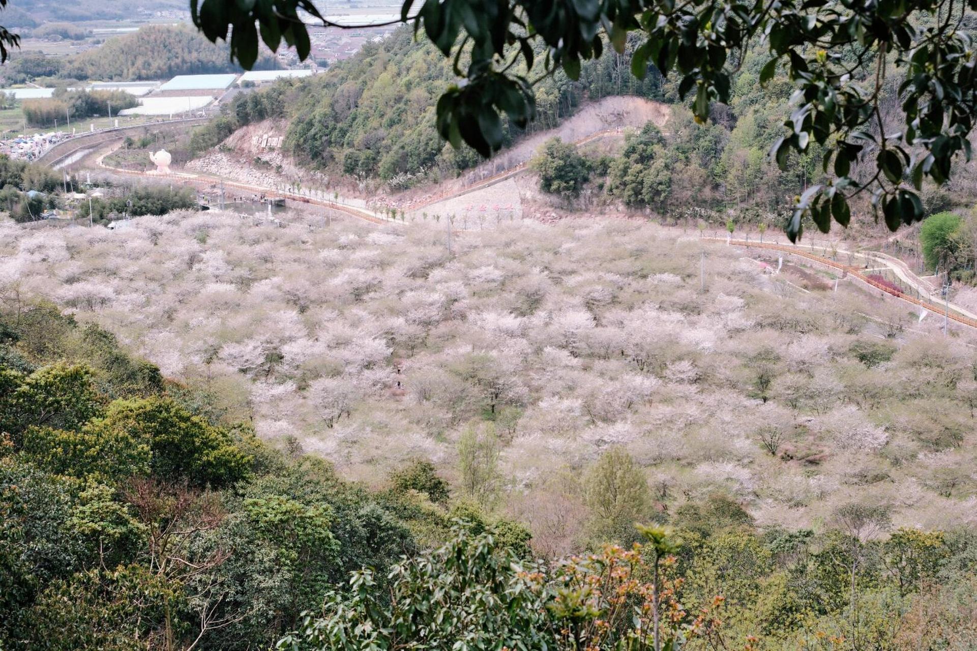 张村樱花谷花期图片