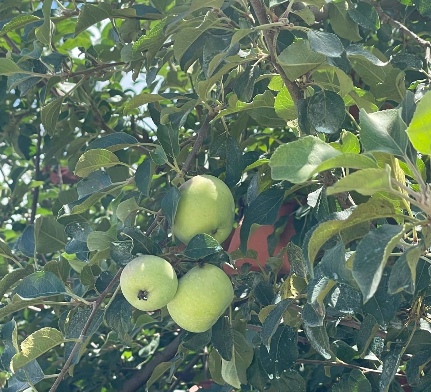 烟台(栖霞苹果园) 路过栖霞想看看苹果树长什么样,还没看见过苹果树