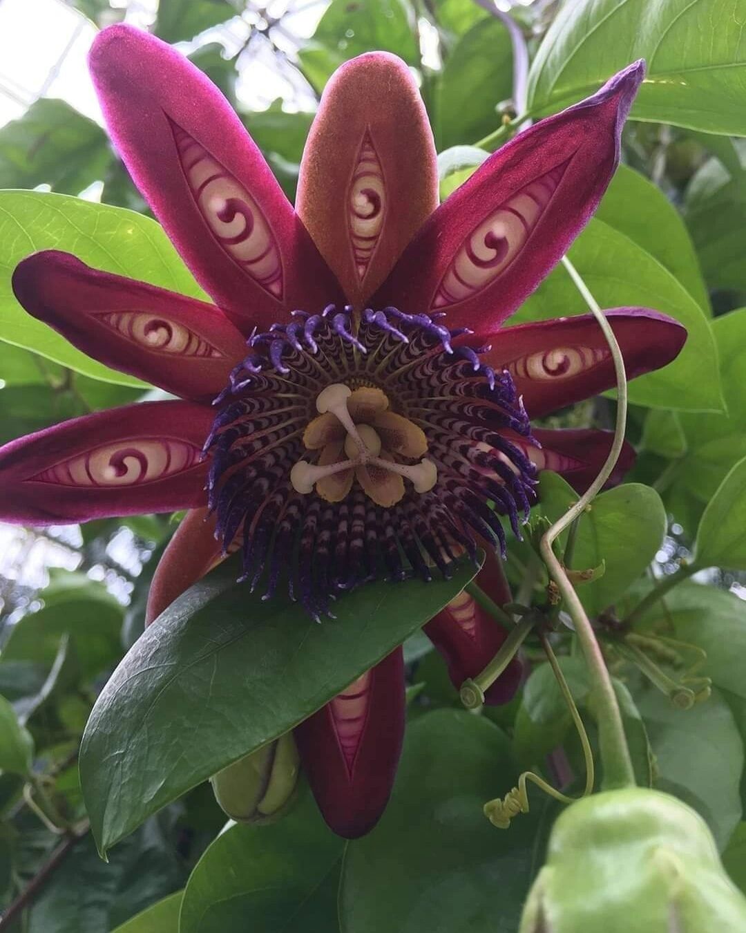 魔幻的西番莲花 西番莲( passiflora alata )是一种开花植物.