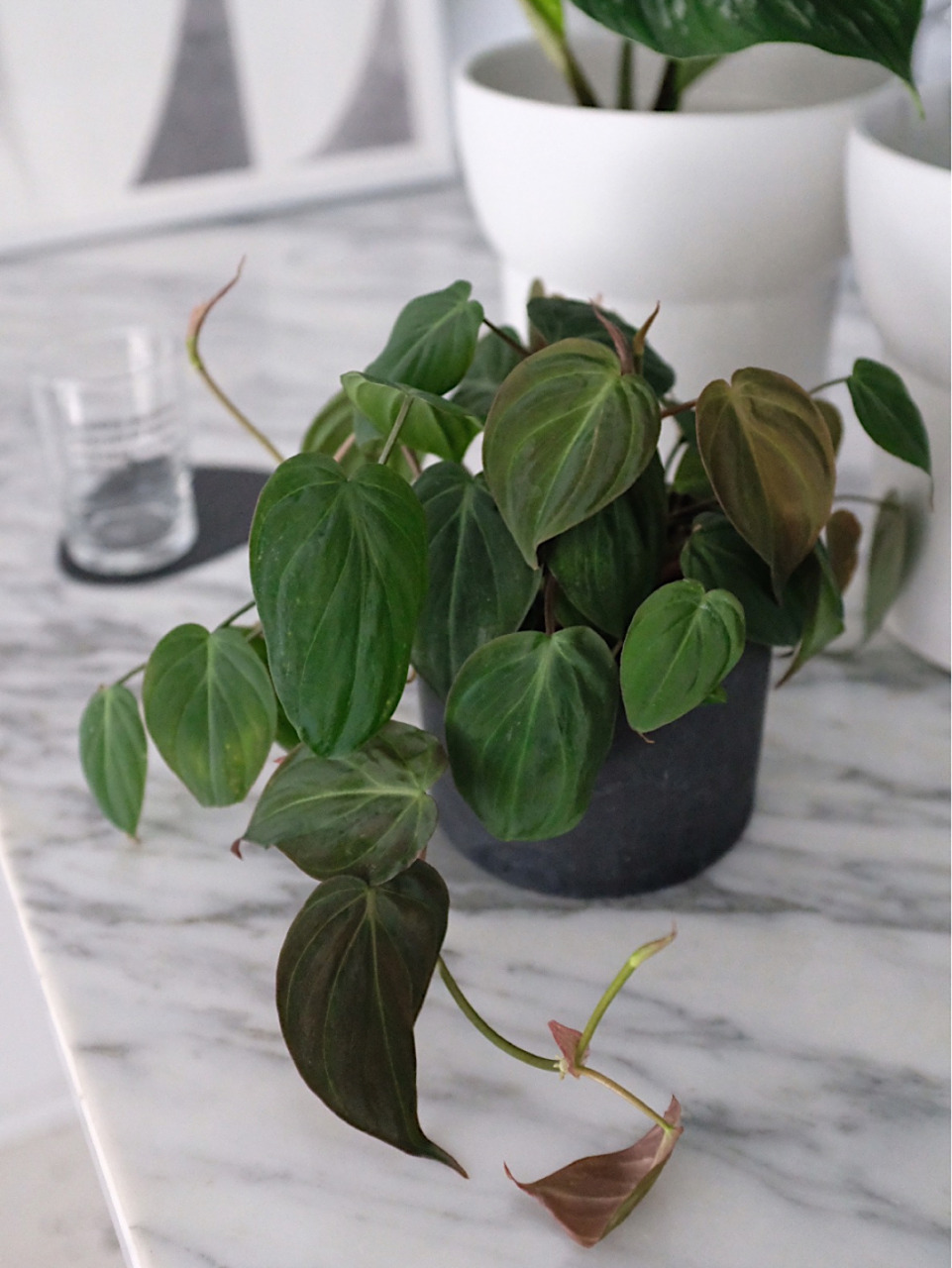 云母蔓绿绒 云母蔓绿绒 | philodendron micans "新手易养植物推荐